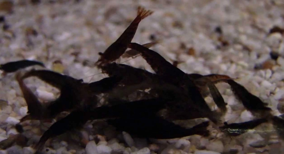 Neocaridina davidi black choco