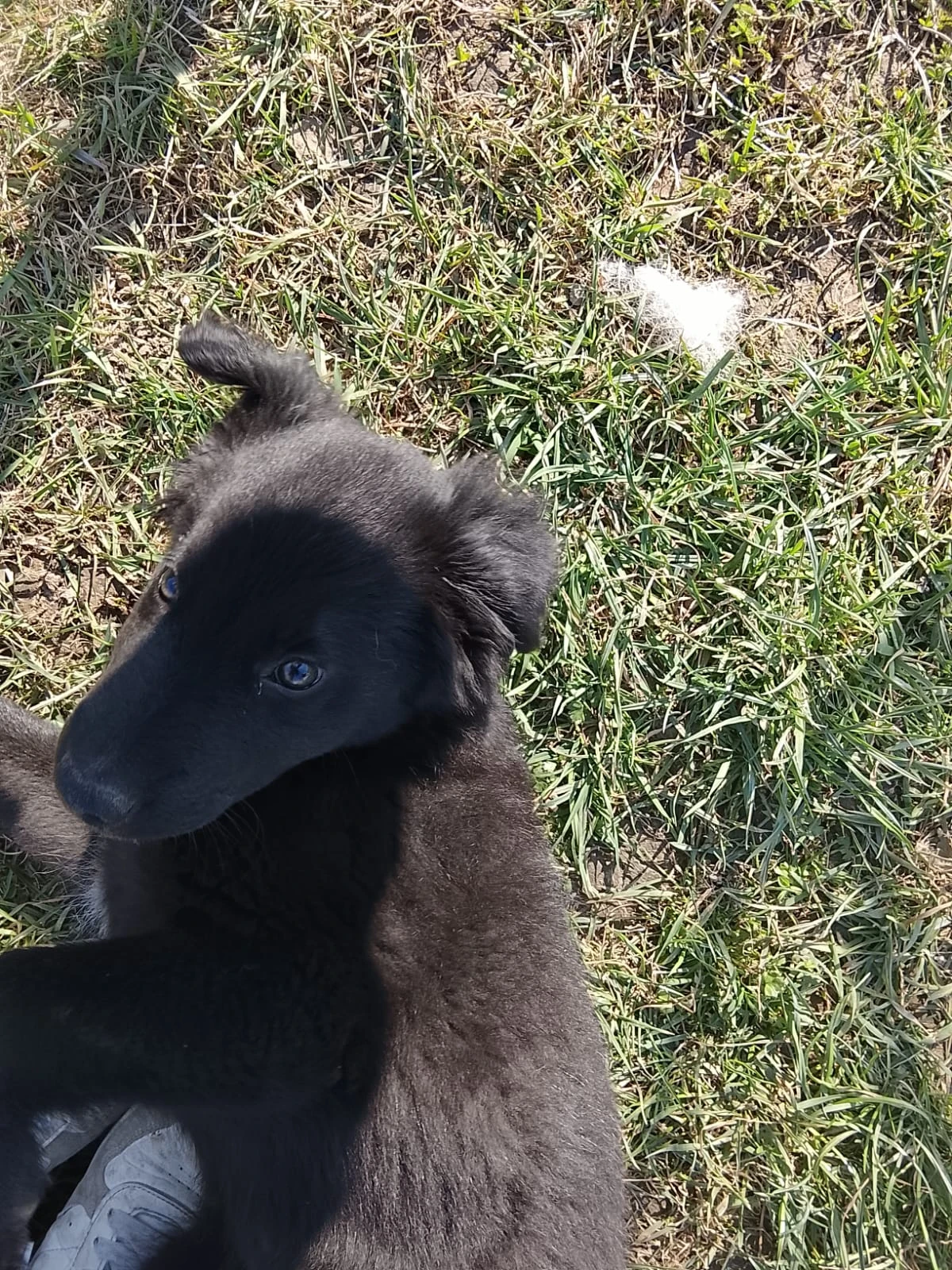 K adopci 7m štěně pejska