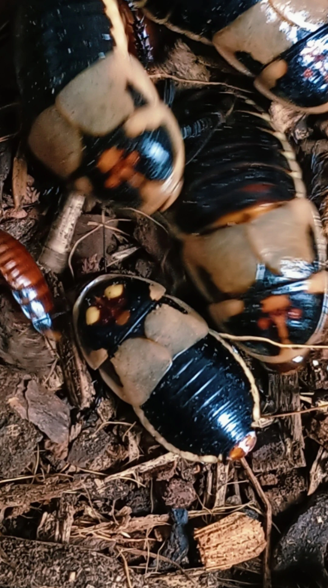 Švábi - Lucihormetica Subcincta