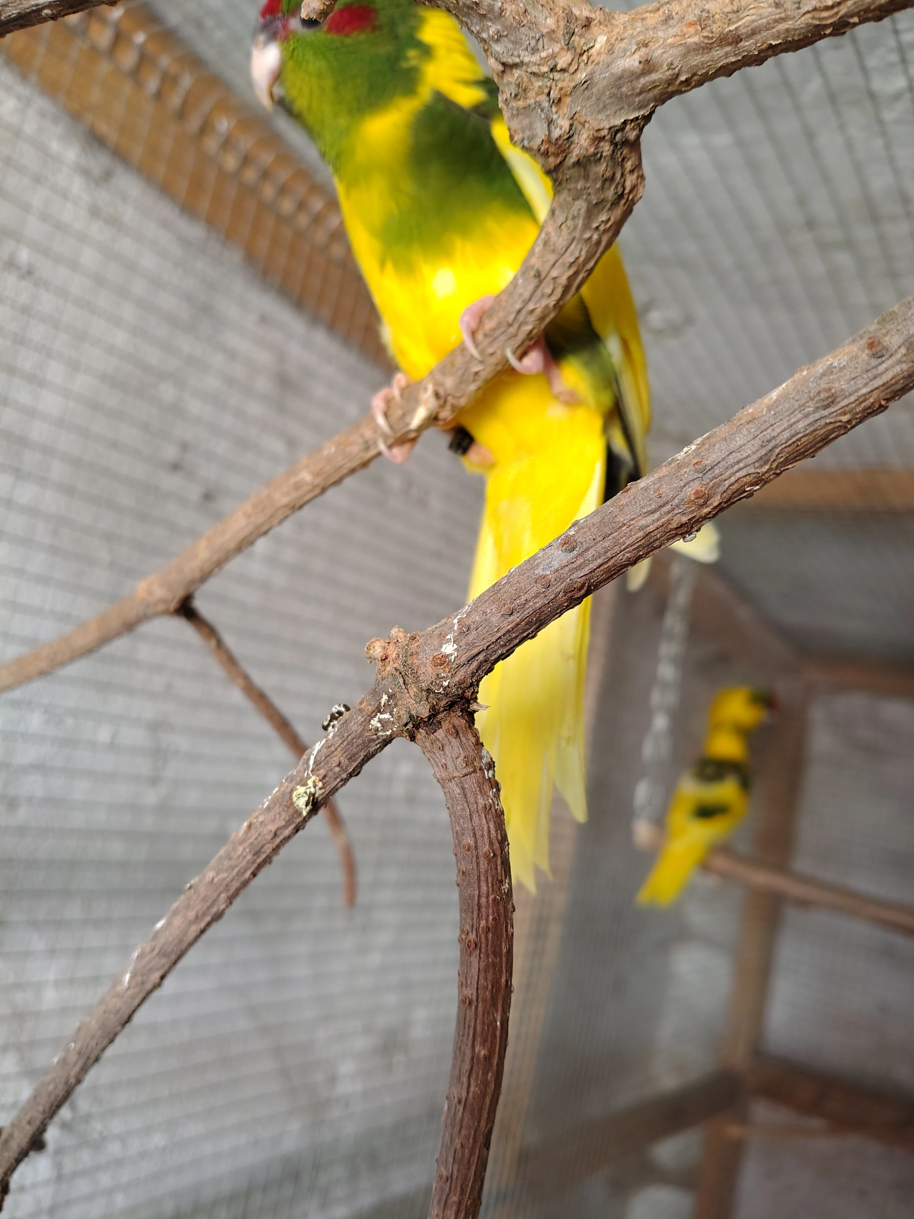 Kakarik