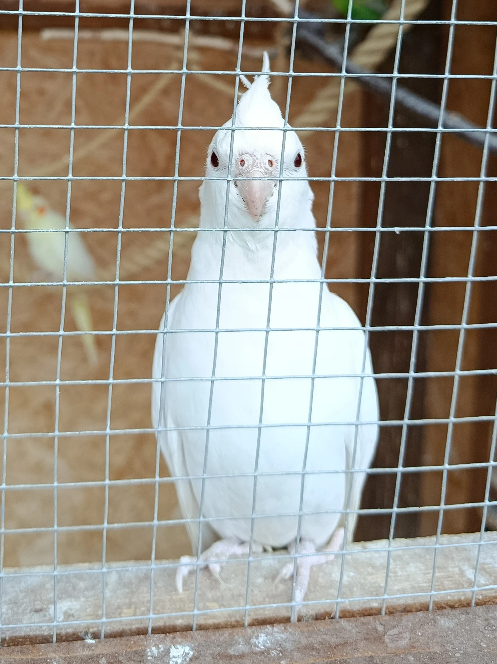 Korela Korely
