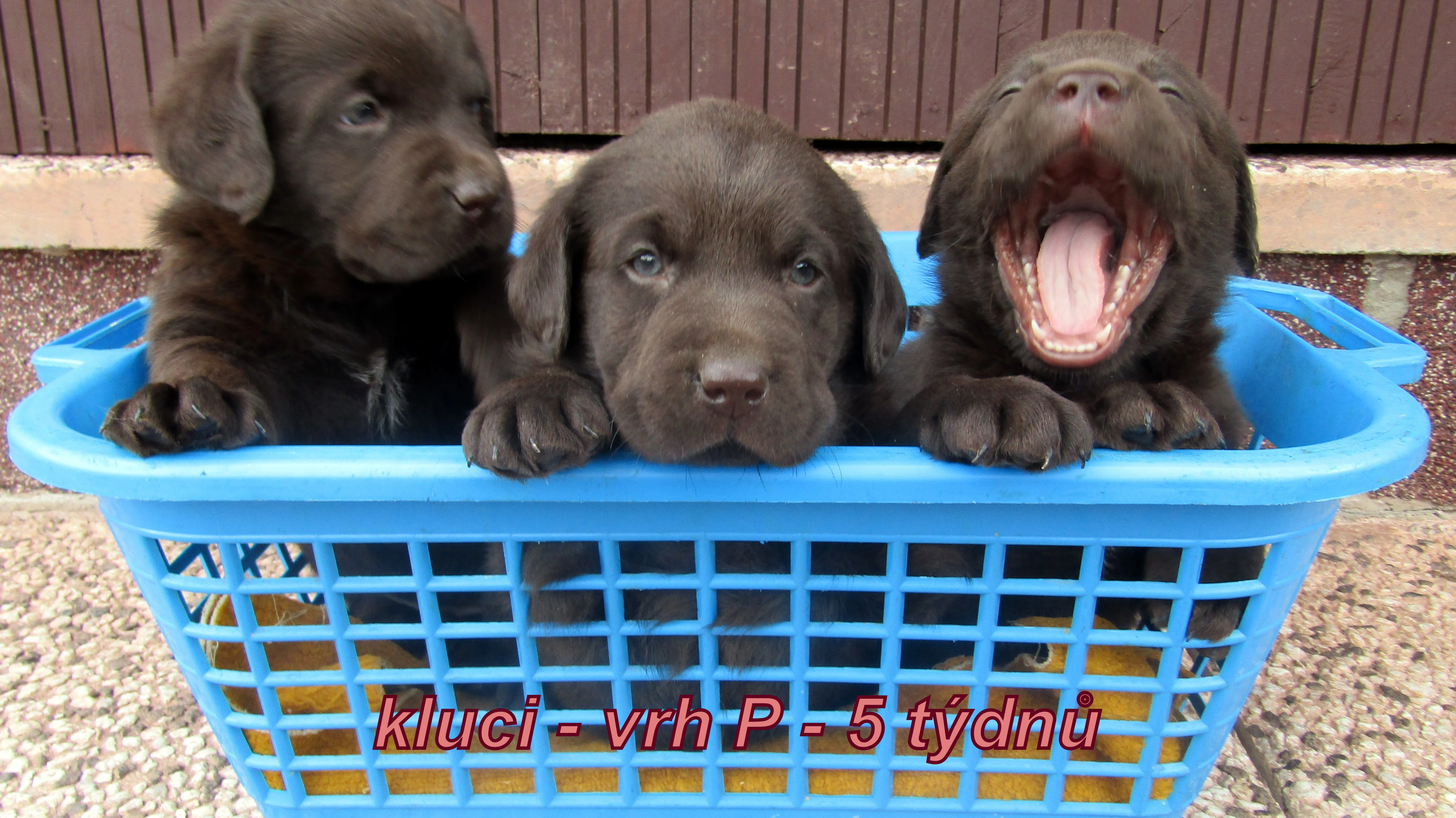 Labradorský retriever