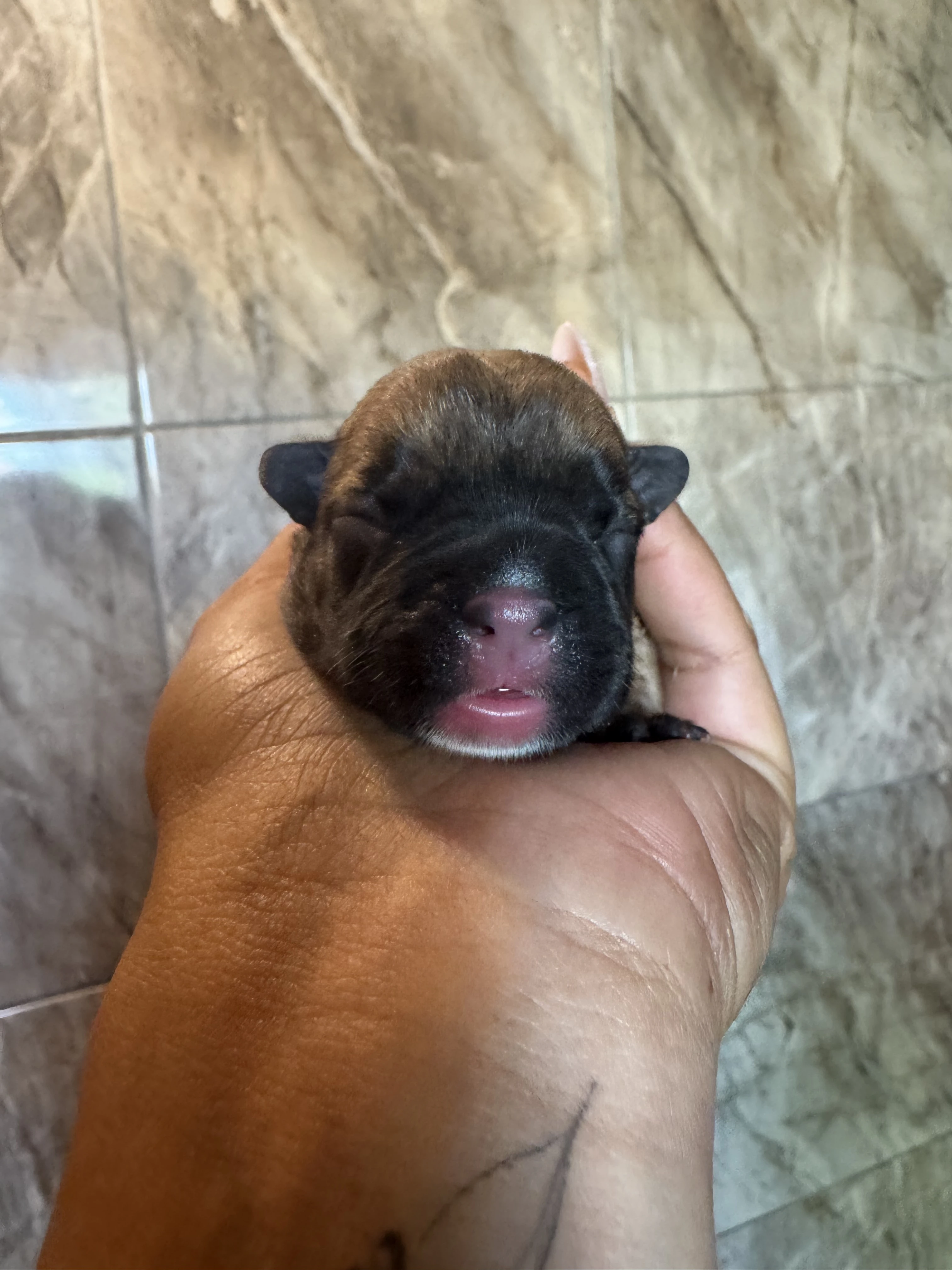 Francouzský buldoček