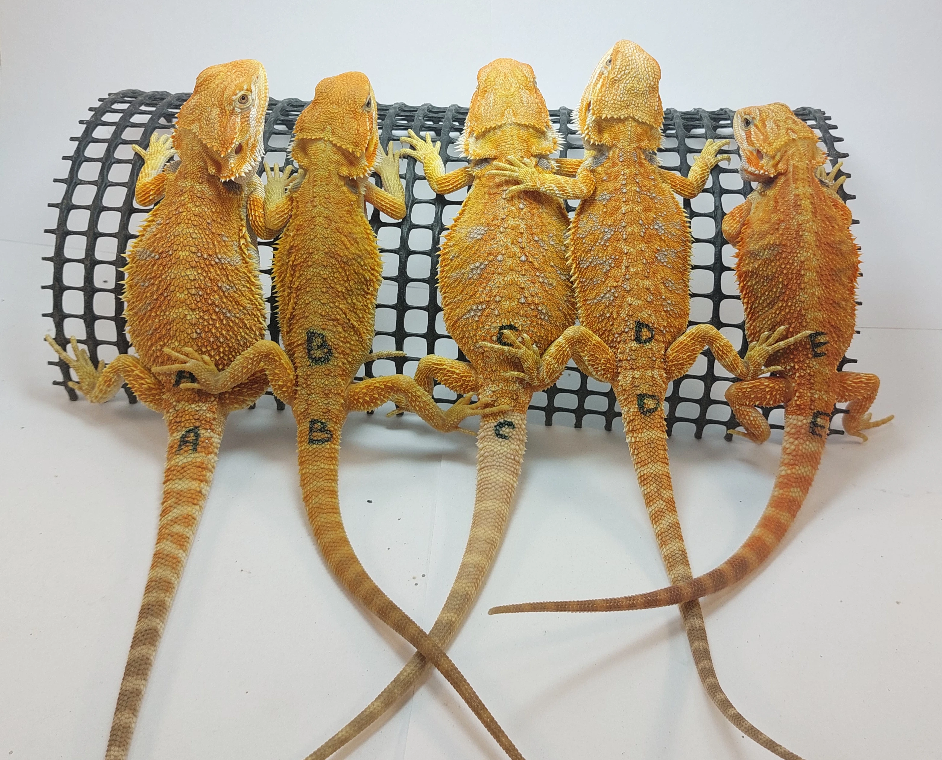 Agama vousatá - Pogona Vitticeps - citrus x red