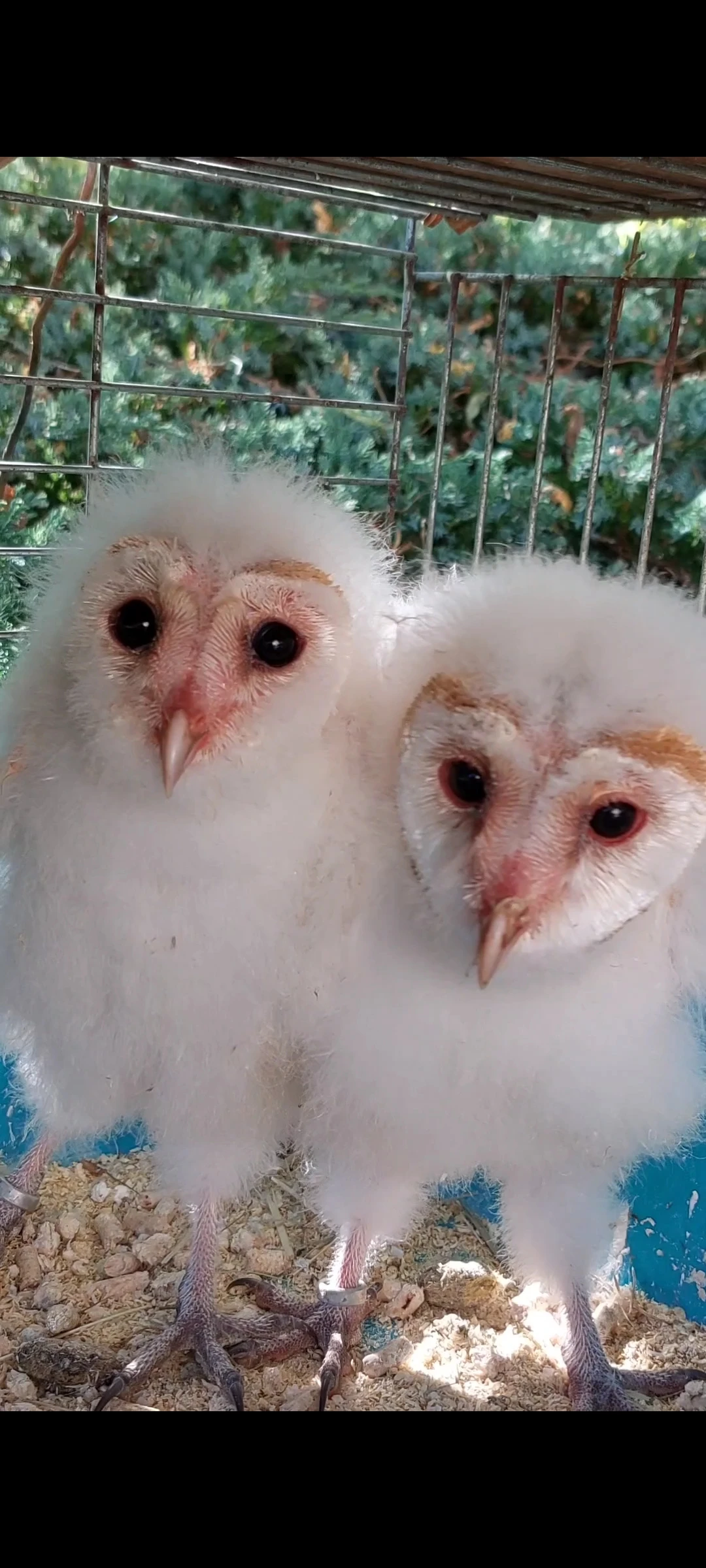 Sova pálená (Tyto alba), imprint