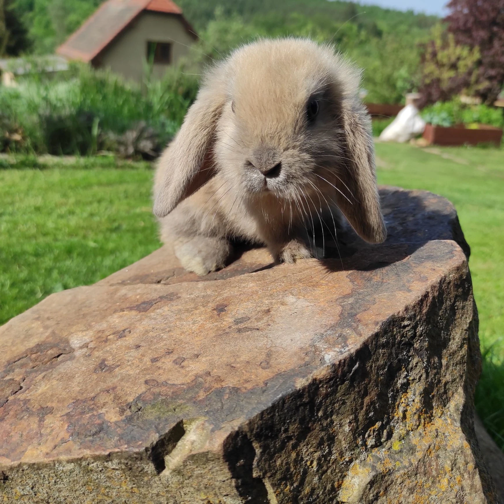 Nabízím mláďata zakrslého králíka - beránka