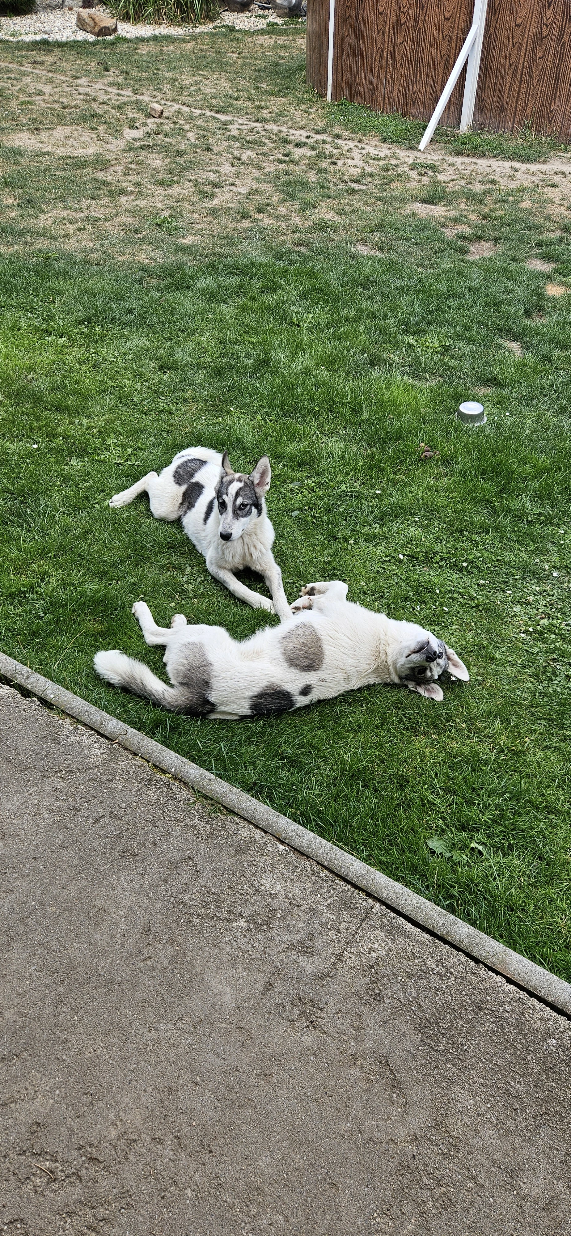 Štěňata zapadosibiřské lajky