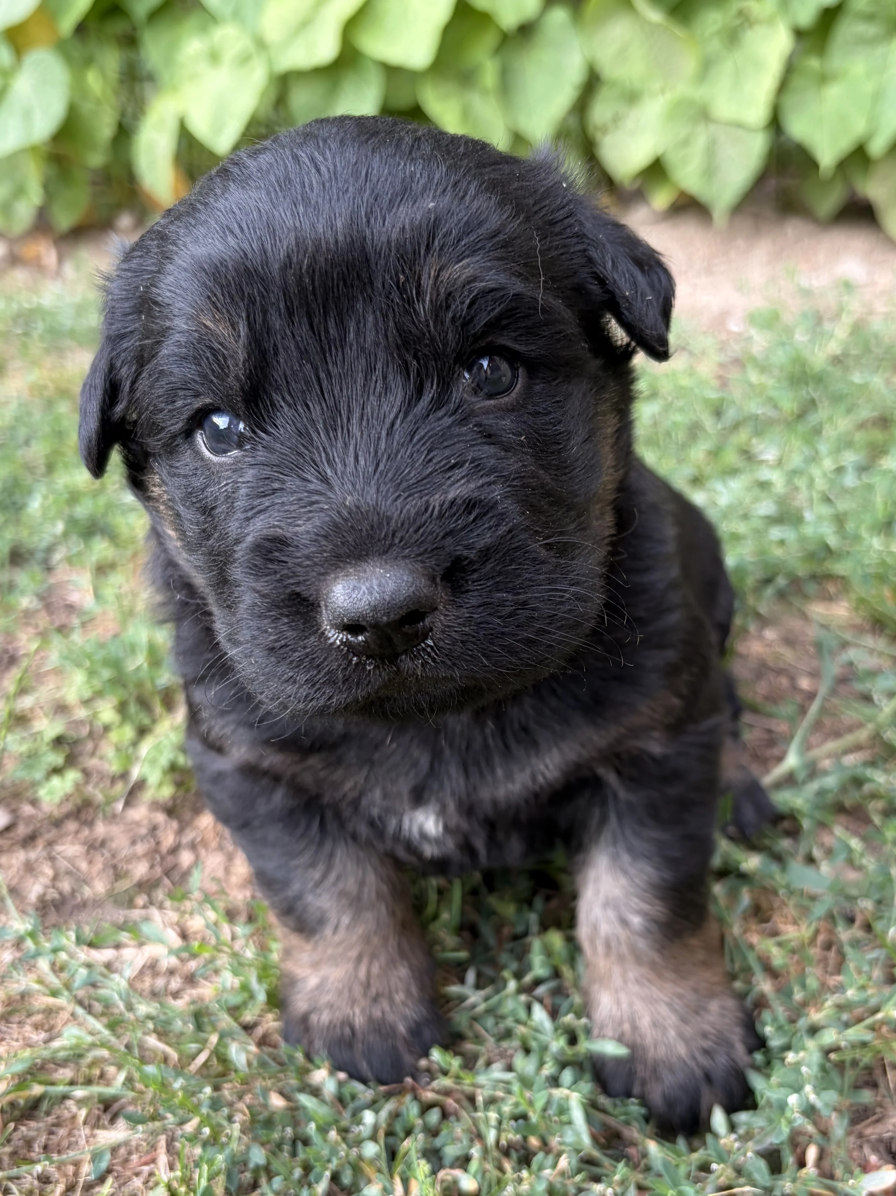 Štěňata akce do soboty německý ovčák vlčák zlatý retriever