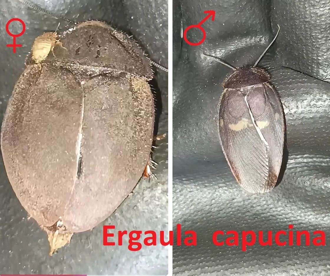 Okrasné druhy švábů (nabídku průběžně rozšiřuji)