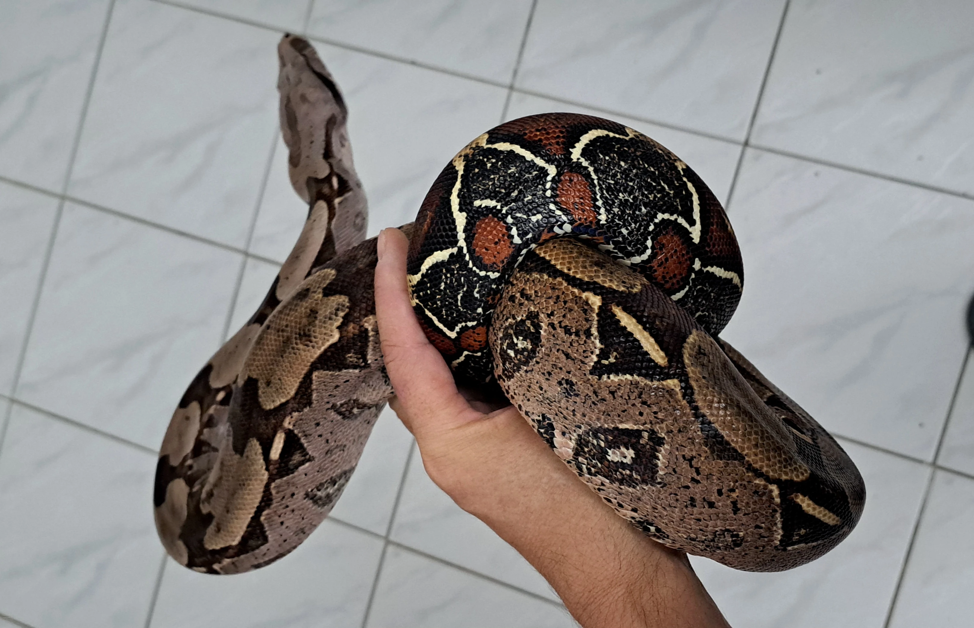 Guyana boa