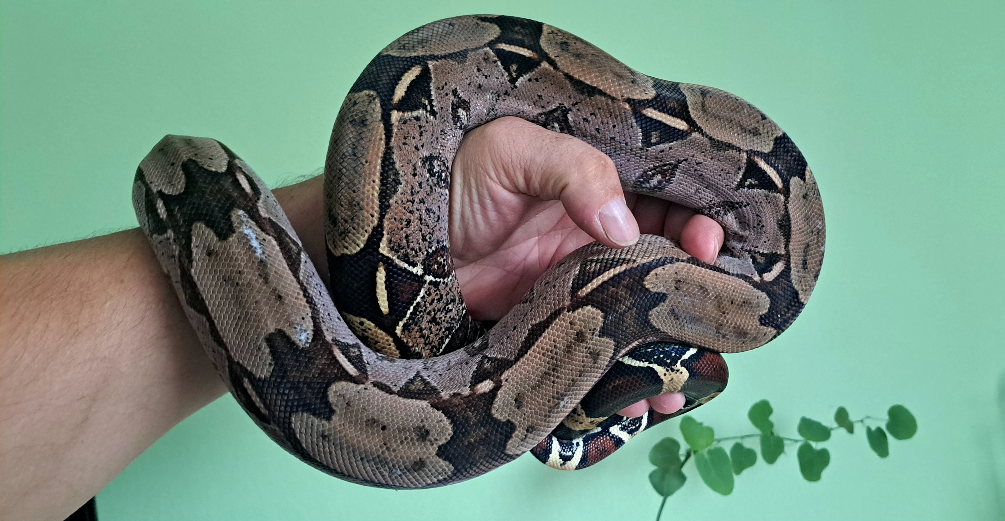 Guyana boa