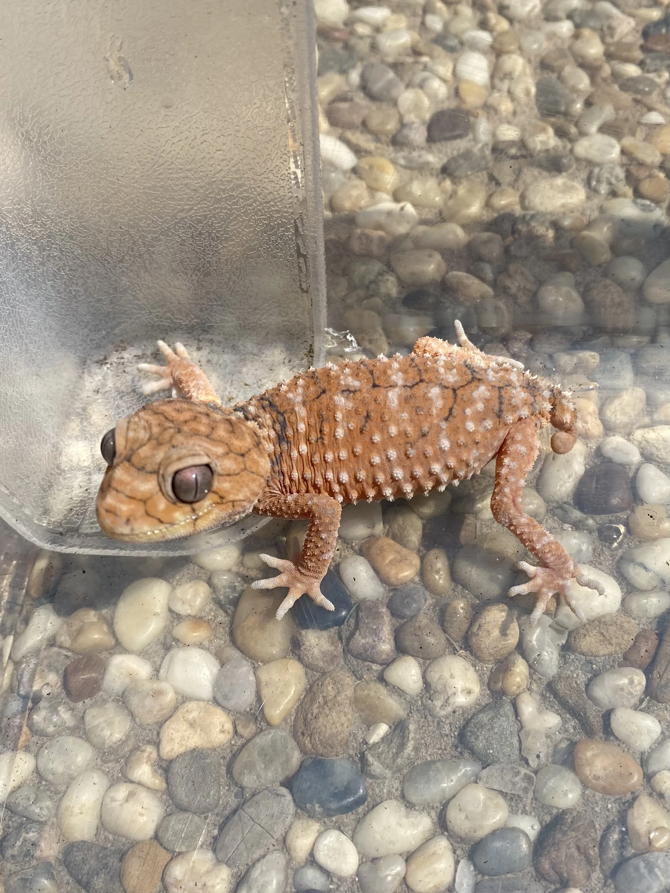 1.1 Nephrurus Amyae
