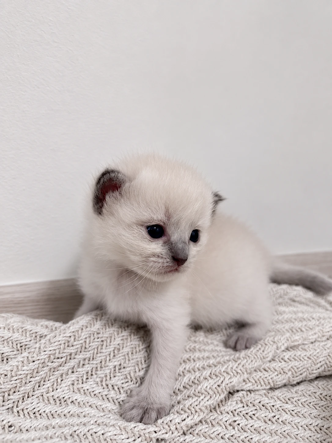 Ragdoll koťátka