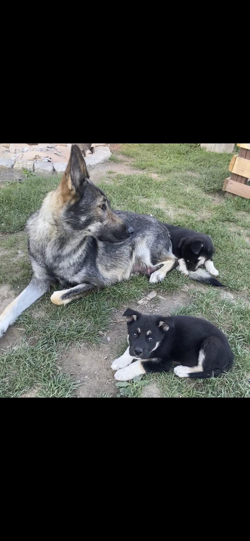 Vlčák shepsky