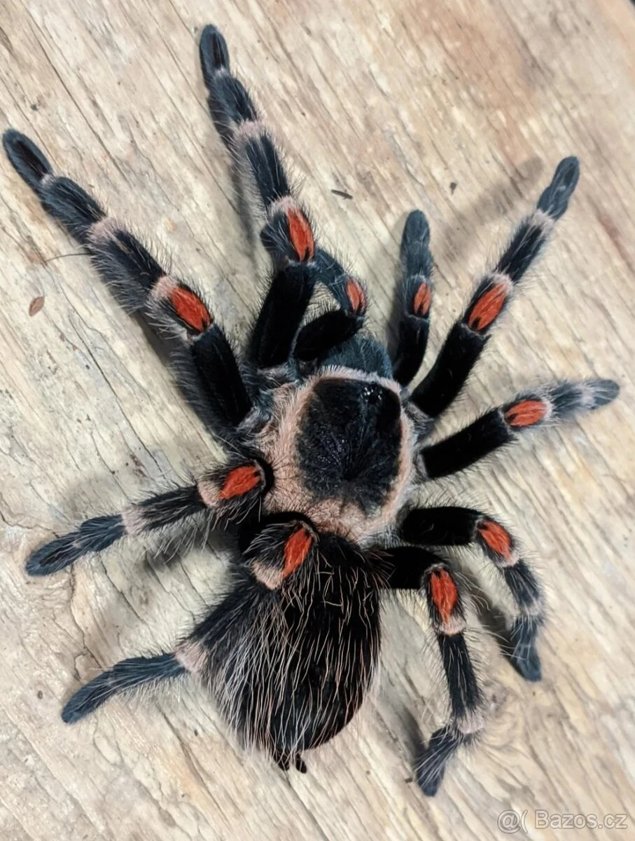 Sklípkani Brachypelma auratum
