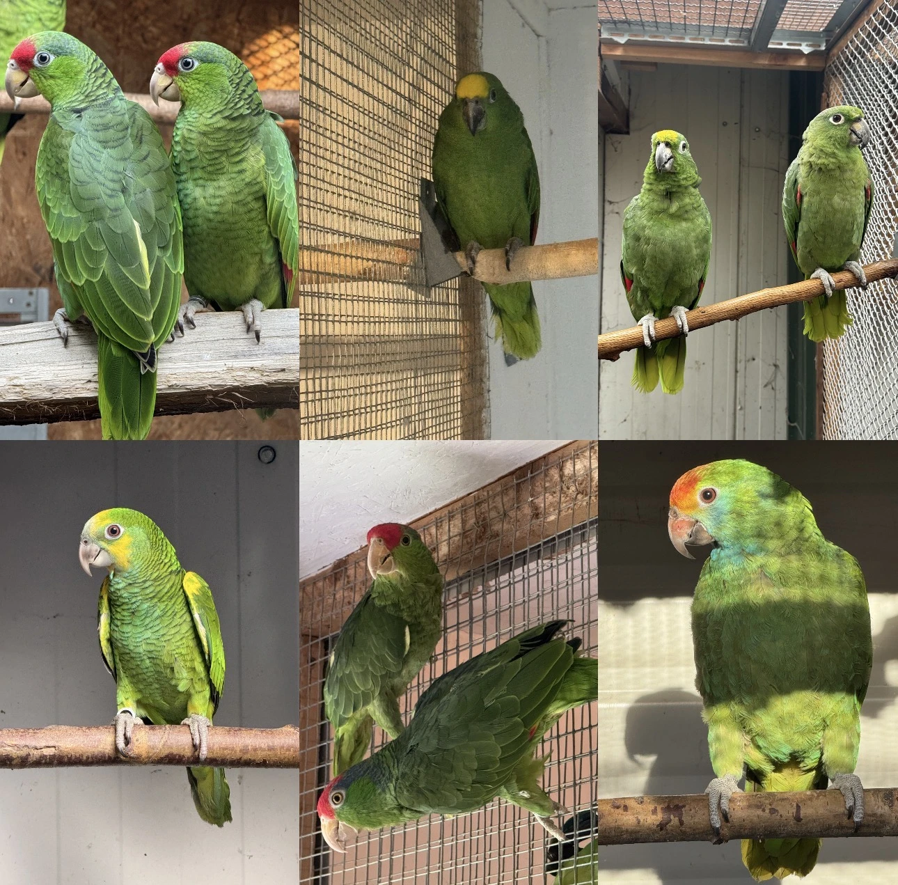 Amazona