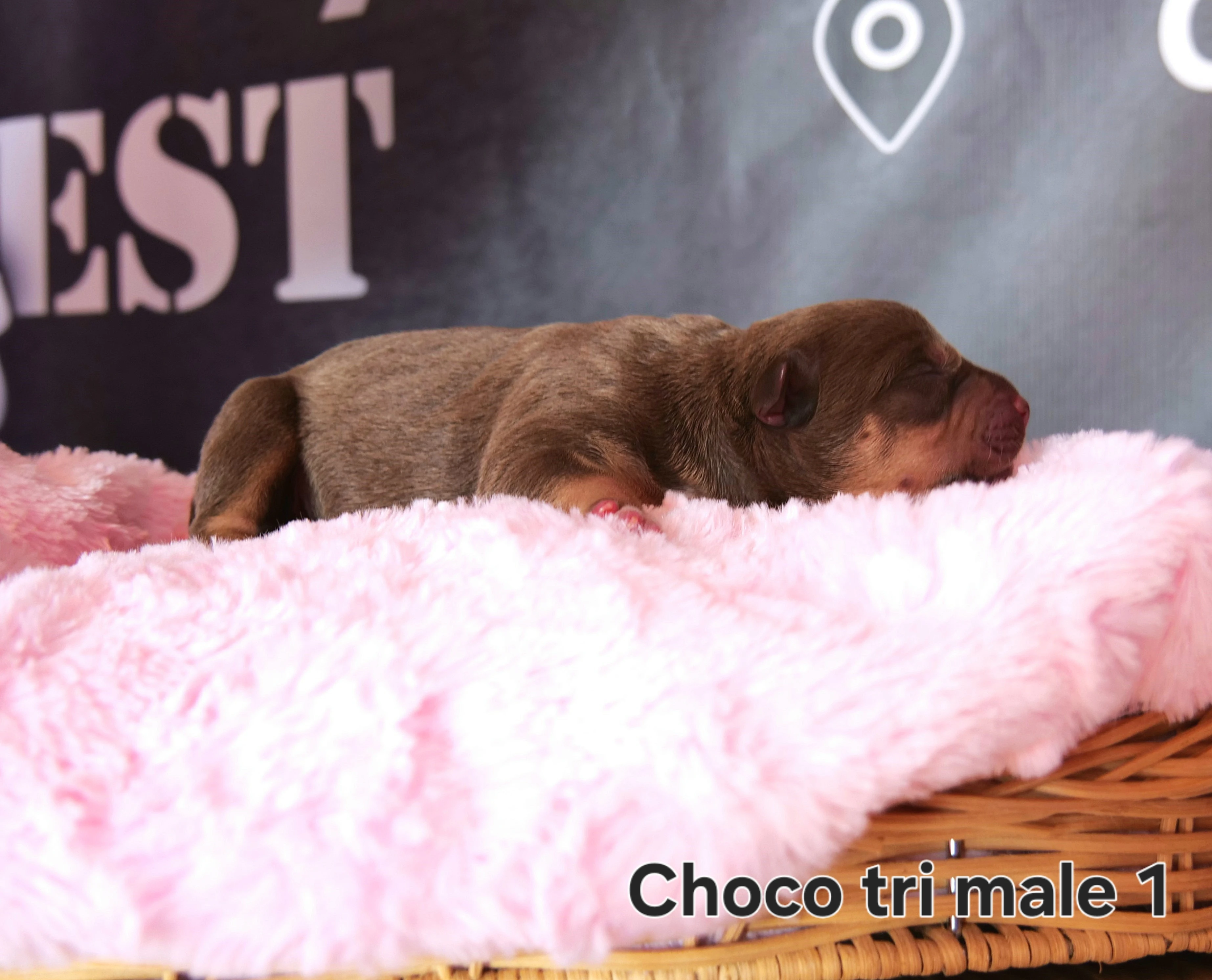 Štěňátka American Bully XL
