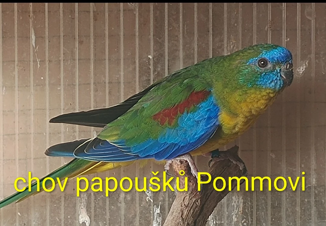 Neoféma tyrkysová - mláďata r.2026
