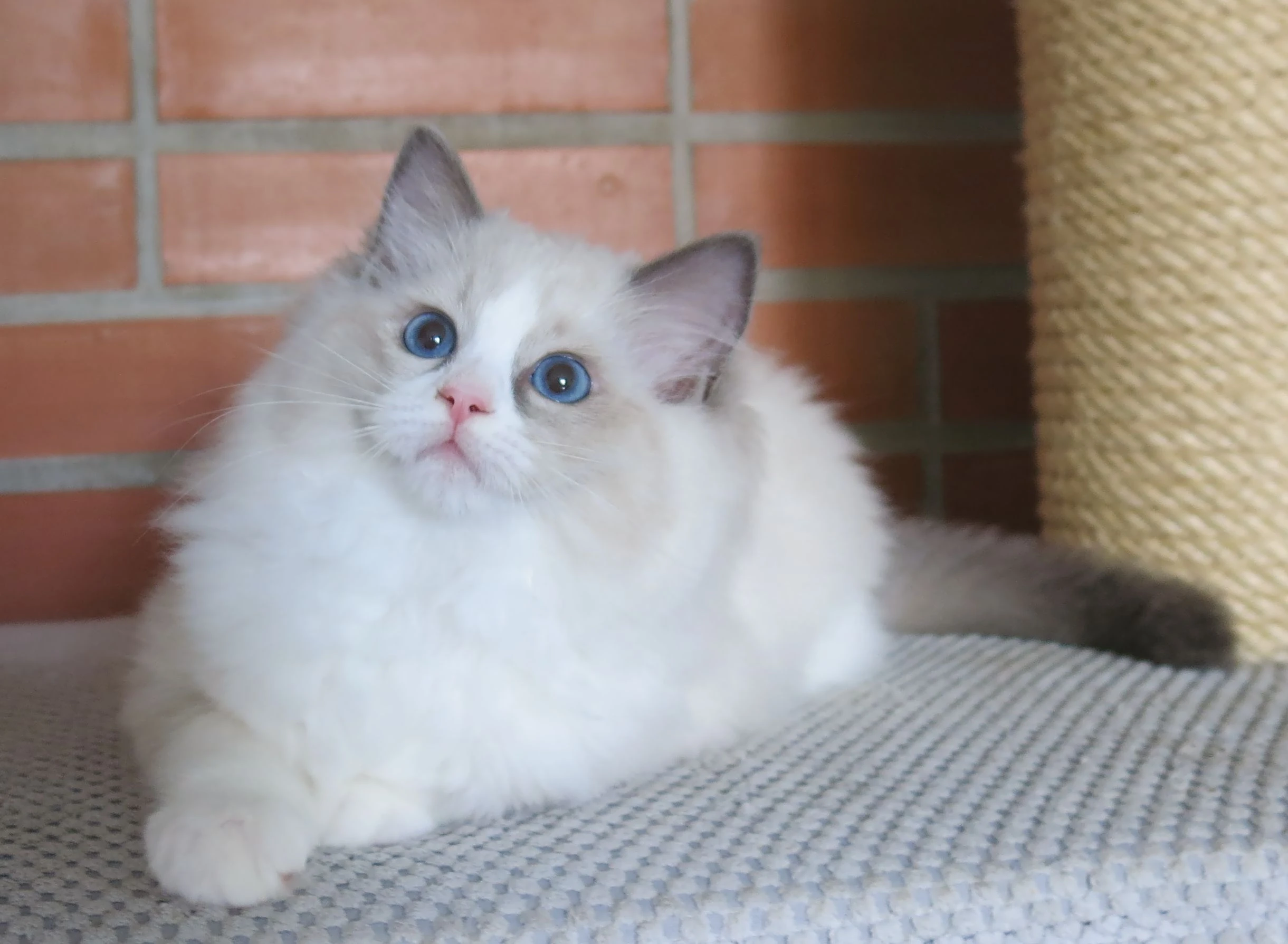 Ragdoll koťátka s průkazem původu