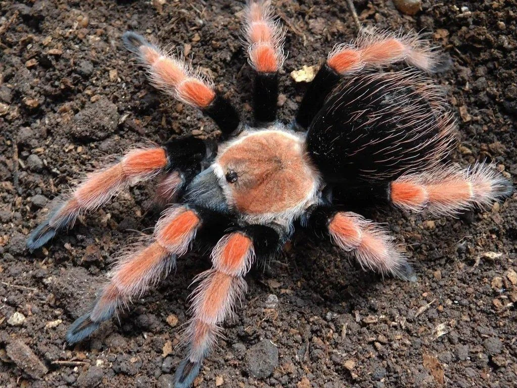 Sklípkani Brachypelma boehmei