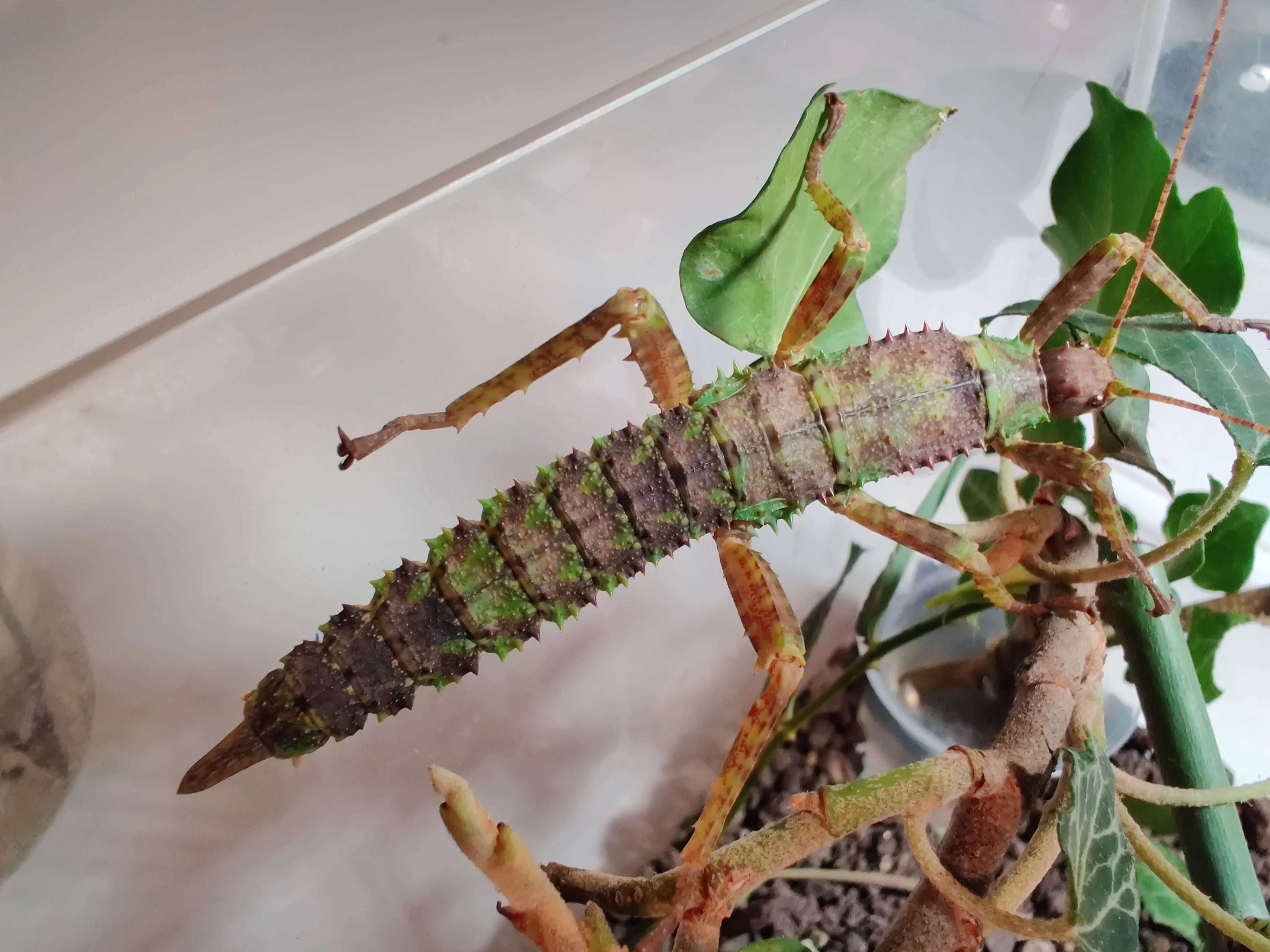 Strašilky ostruhaté (Eurycantha calcarata)