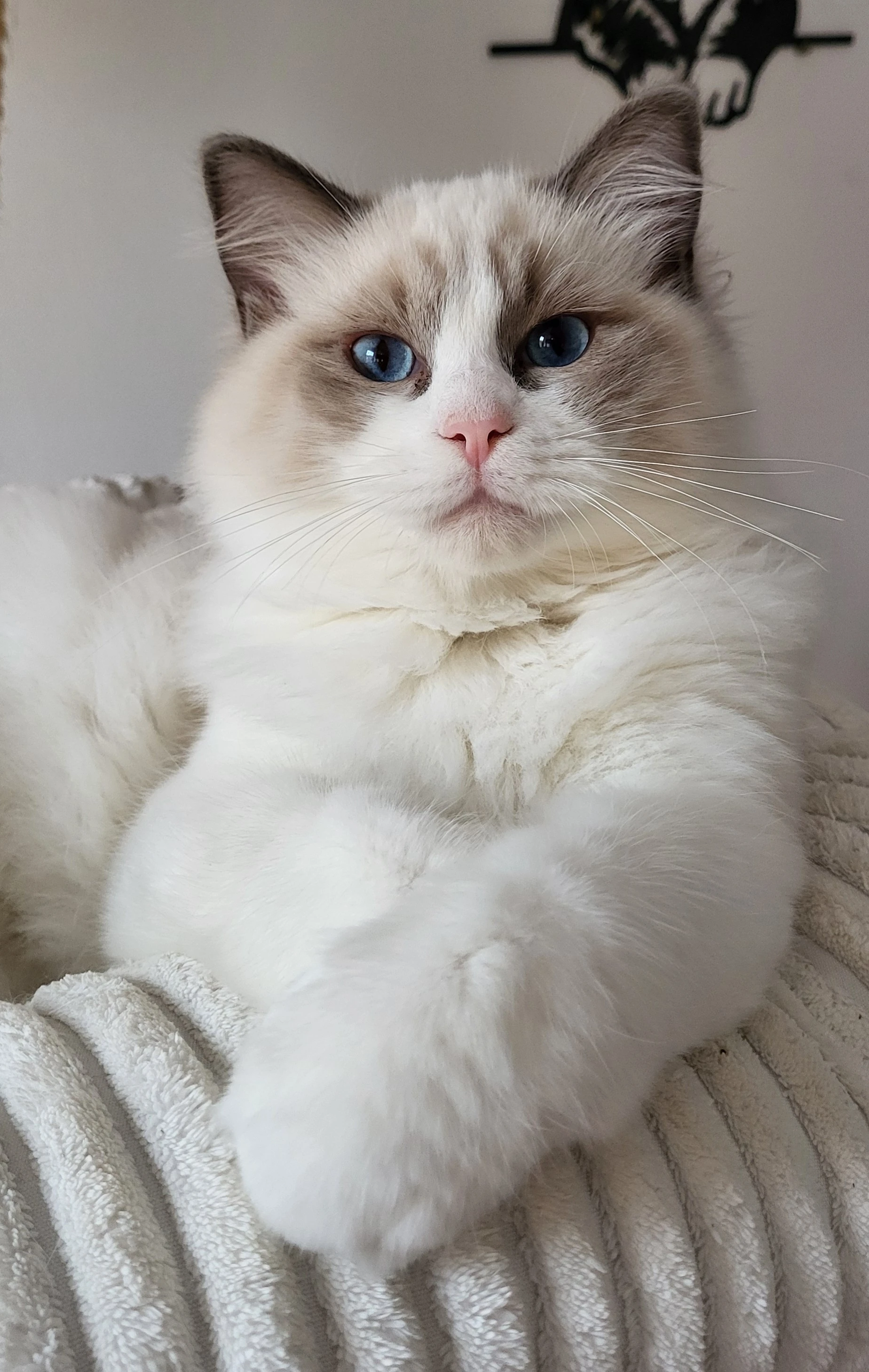Ragdoll koťátka s PP