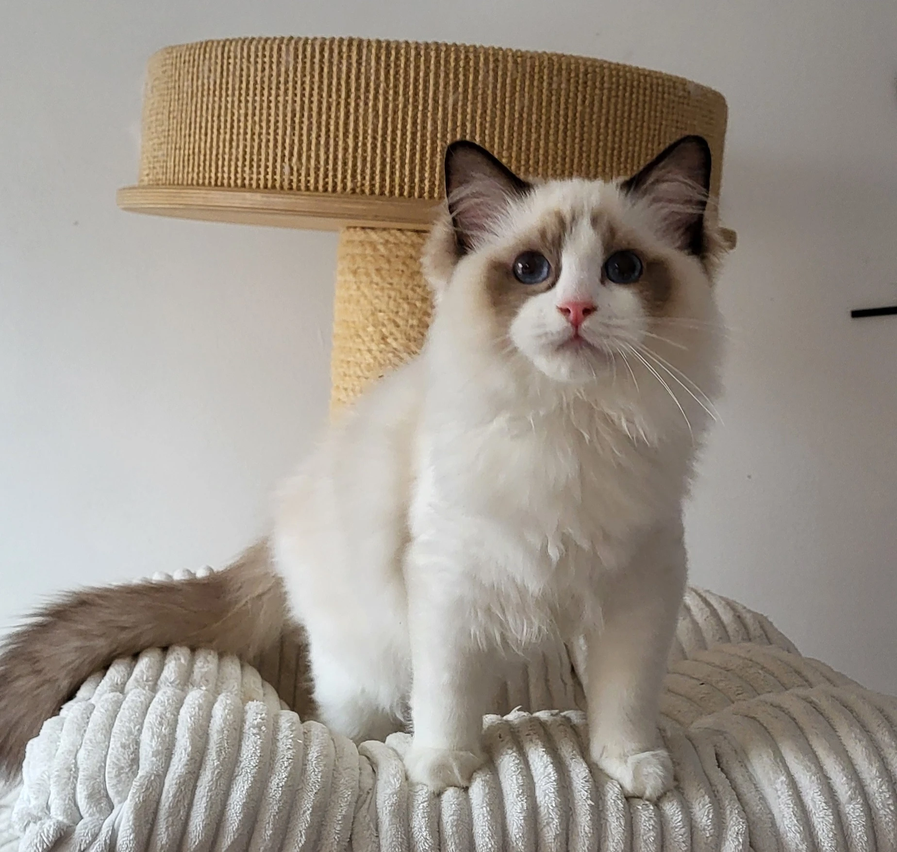 Ragdoll koťátka s PP
