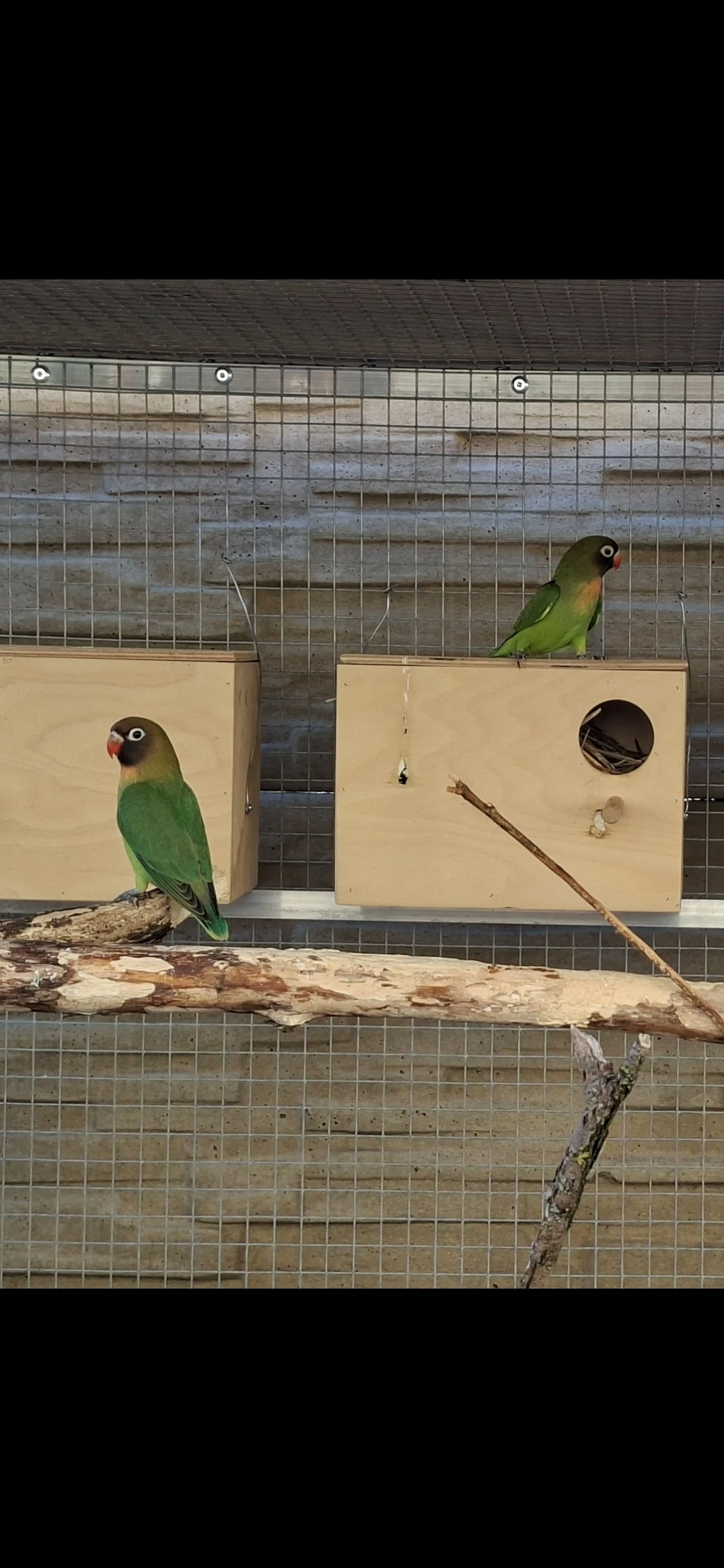Agapornis hnědohlavý