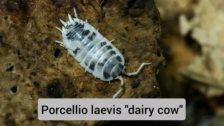 Porcellio laevis (Dairy Cow)