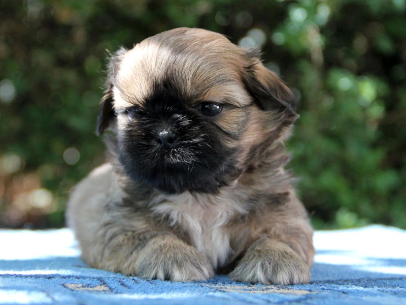 Shih-tzu, ši-cu - štěňátka s PP FCI