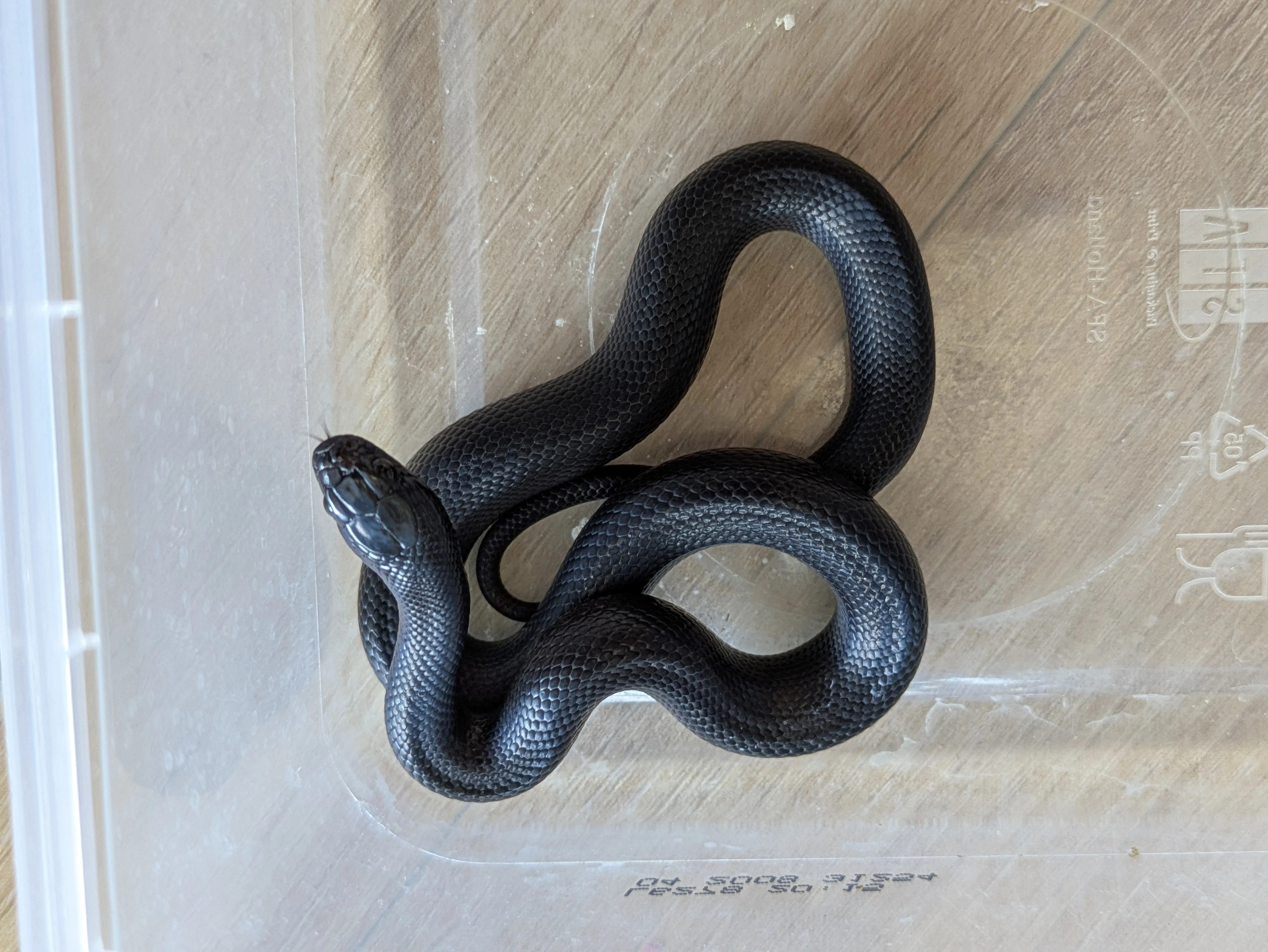 Lampropeltis mexicana Black king