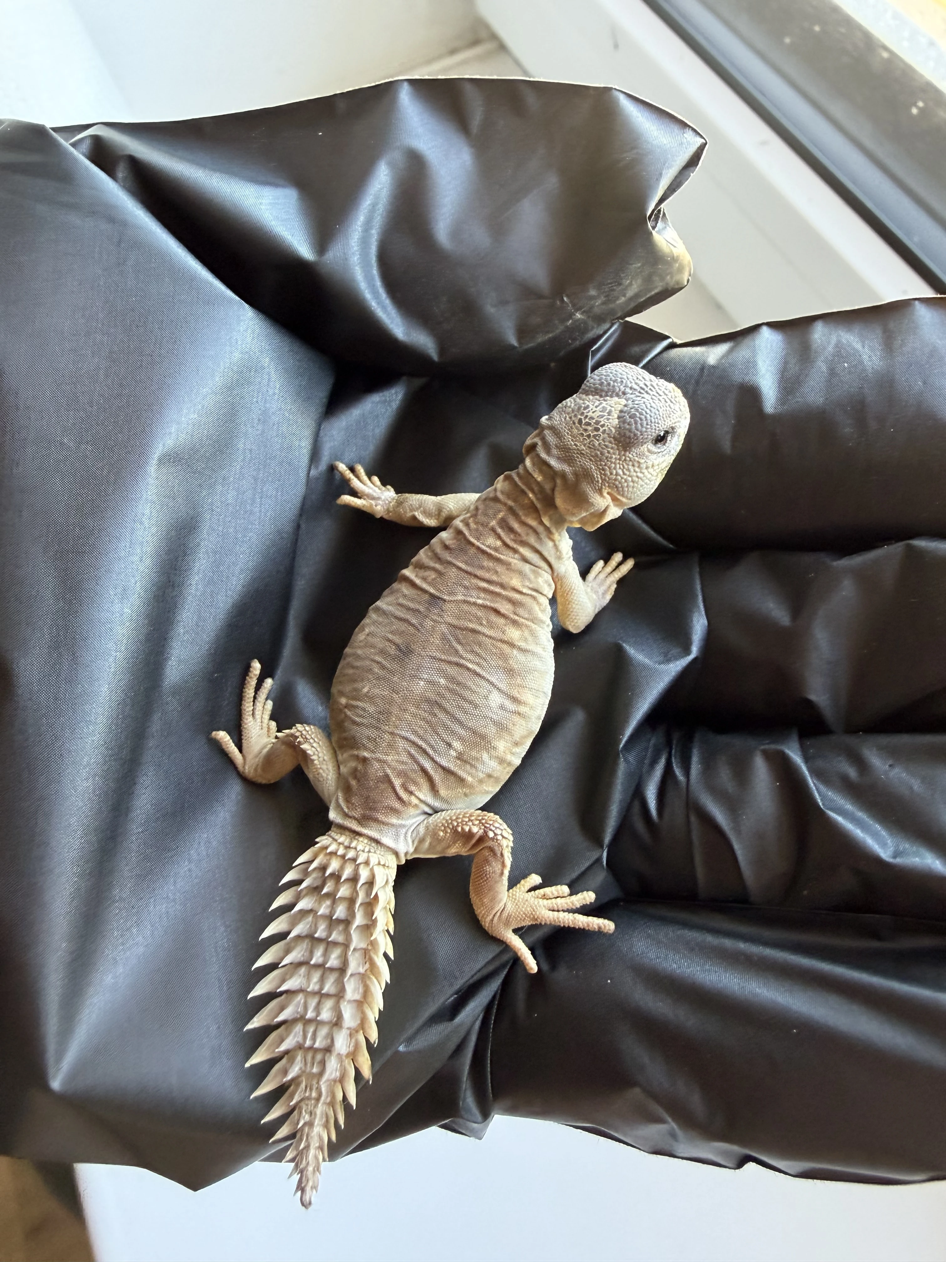 Uromastyx Princeps/Trnorep