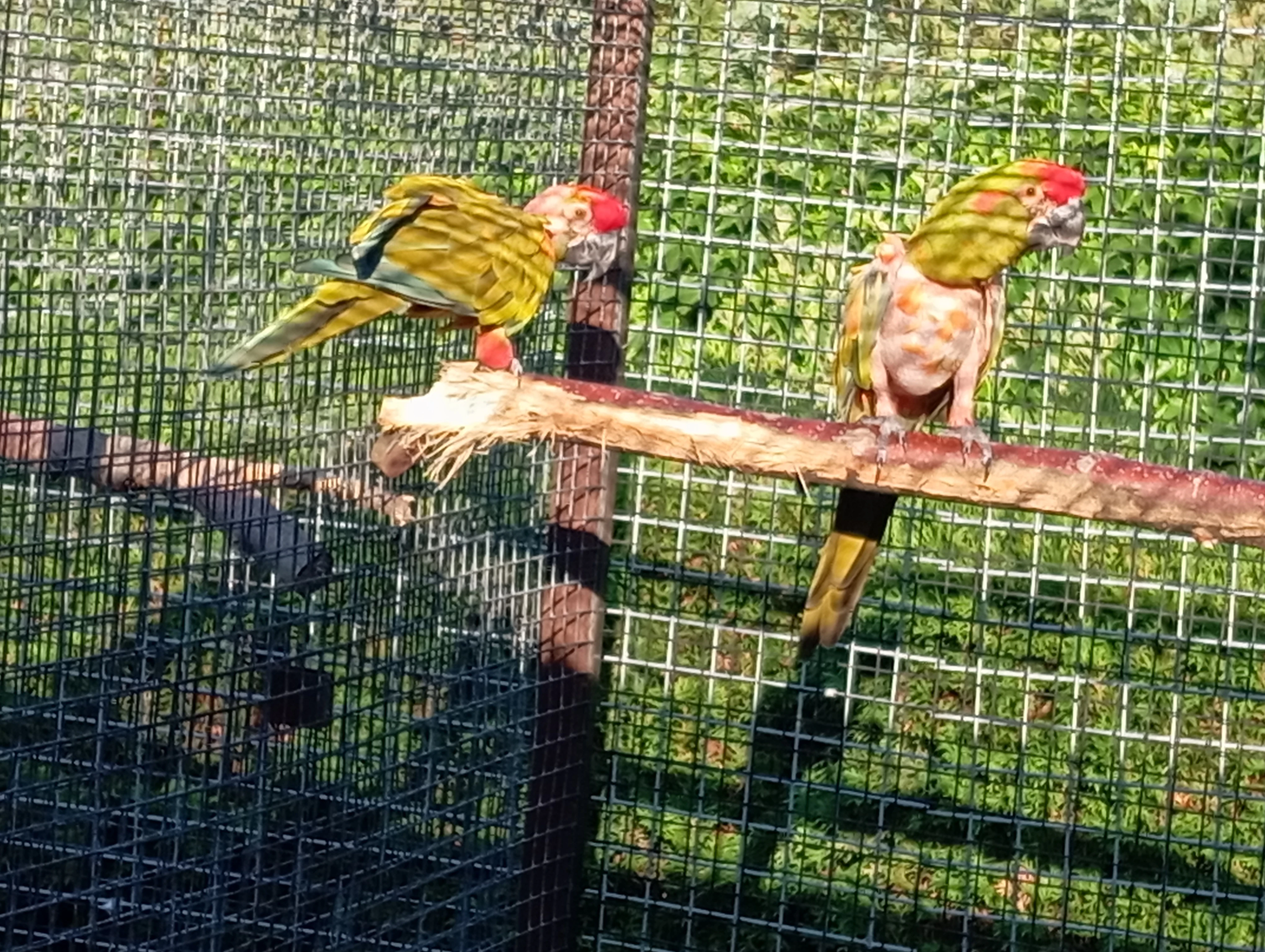 Ara cervenouchy rubrogenys