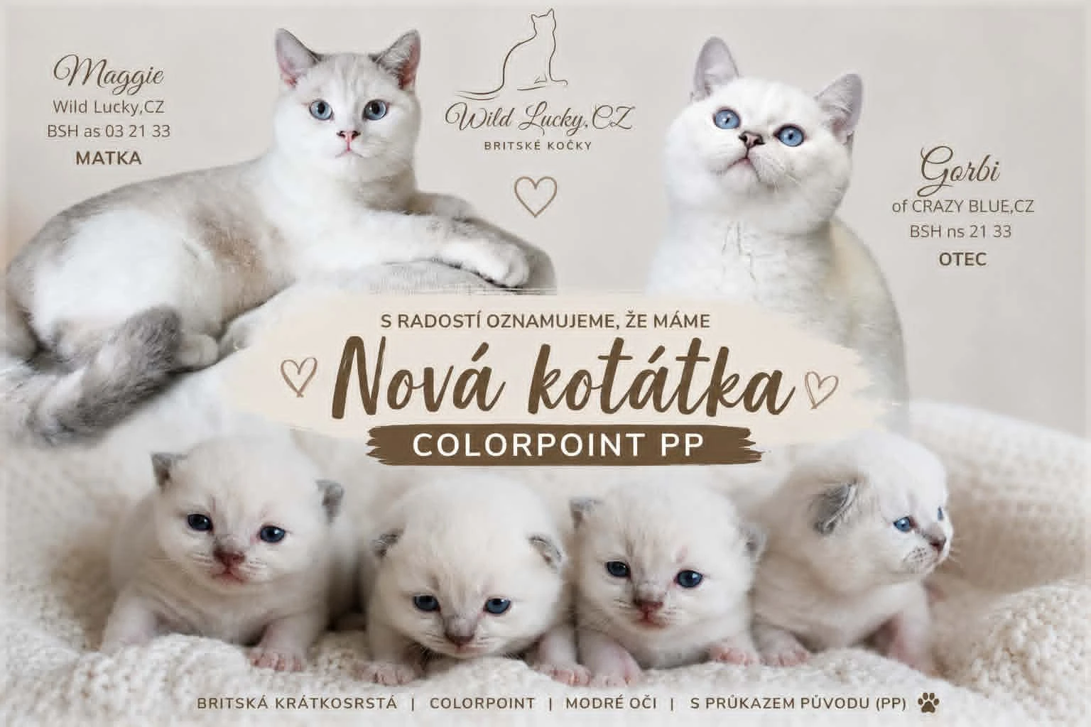 Britská koťátka s PP colorpoint