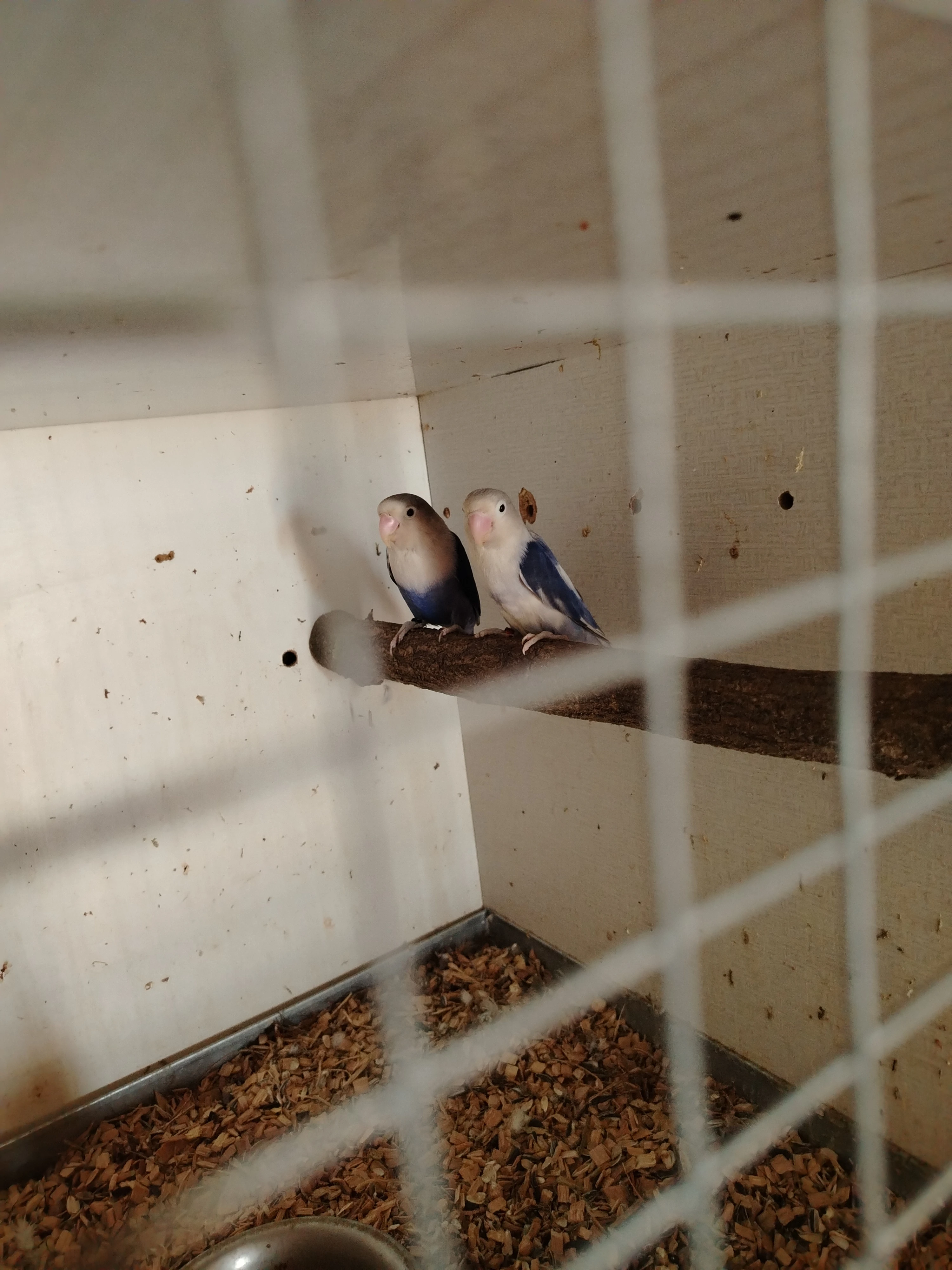 Agapornis