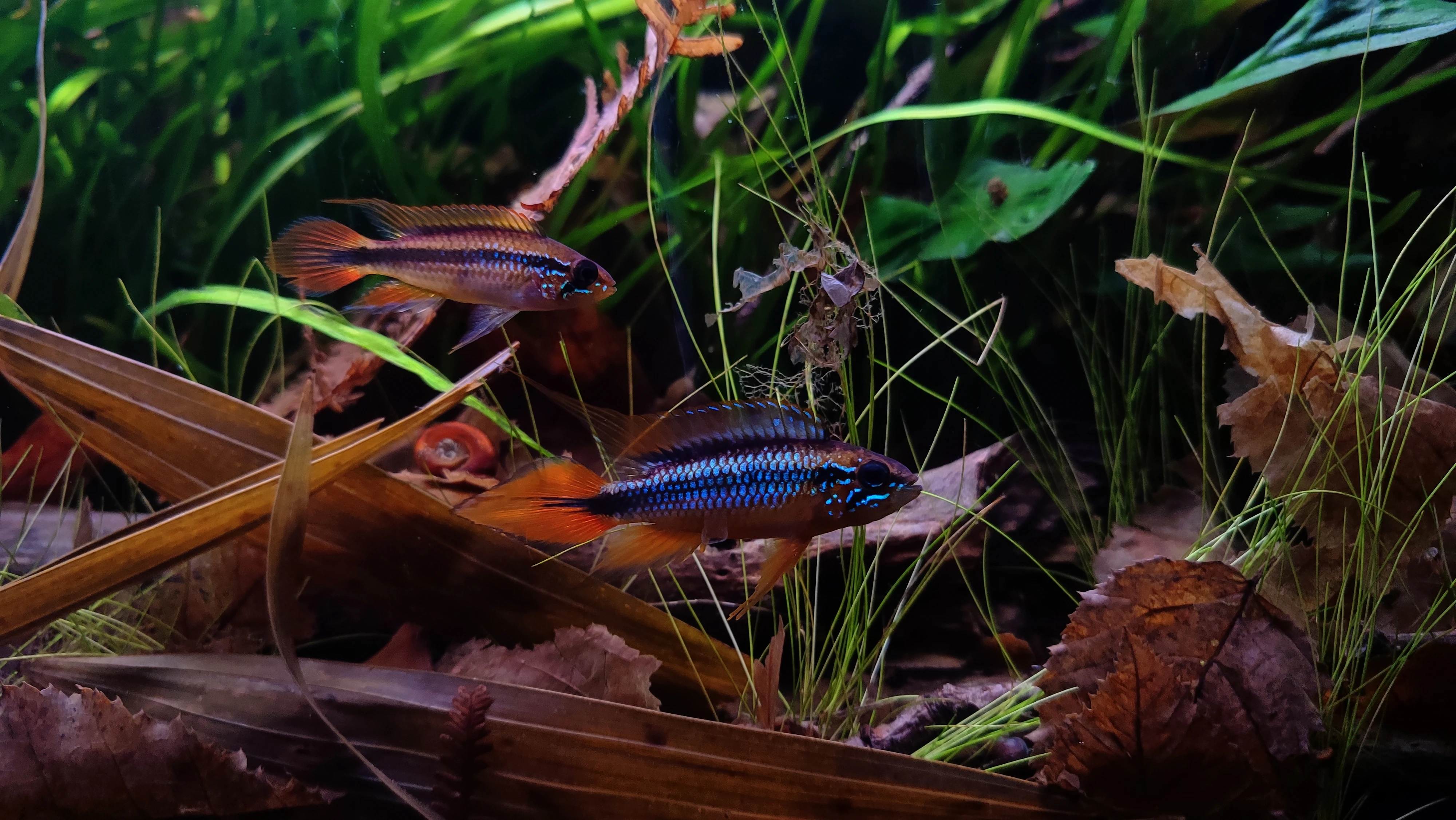 Cichlidka Agassizova pár- Apistogramma agassizi double red