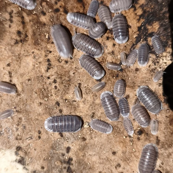 Isopody·stínky - Bulk  - Fauna trhy Ostrava 27.9.