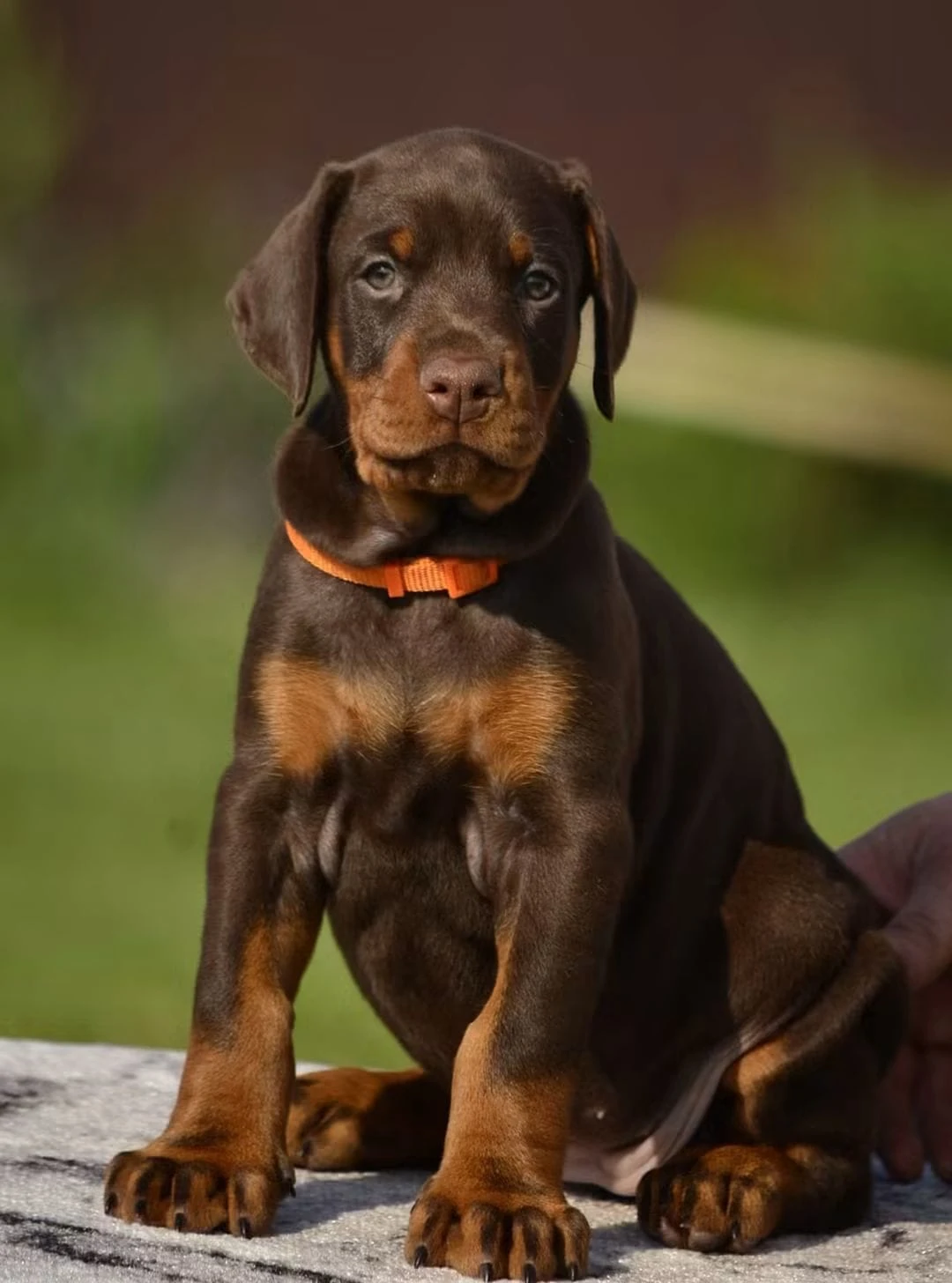 Doberman