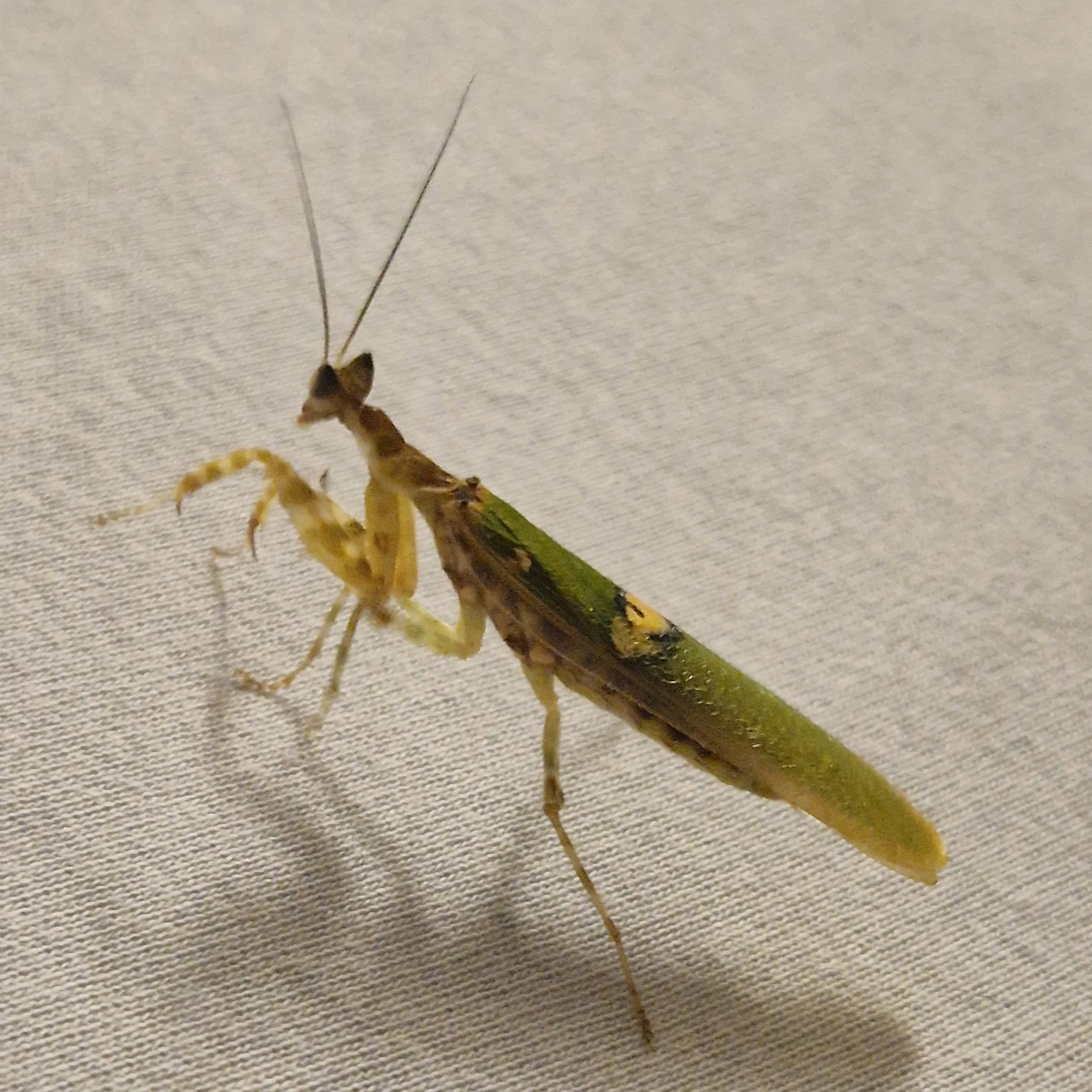 Asijská květinová kudlanka (Creobroter gemmatus)