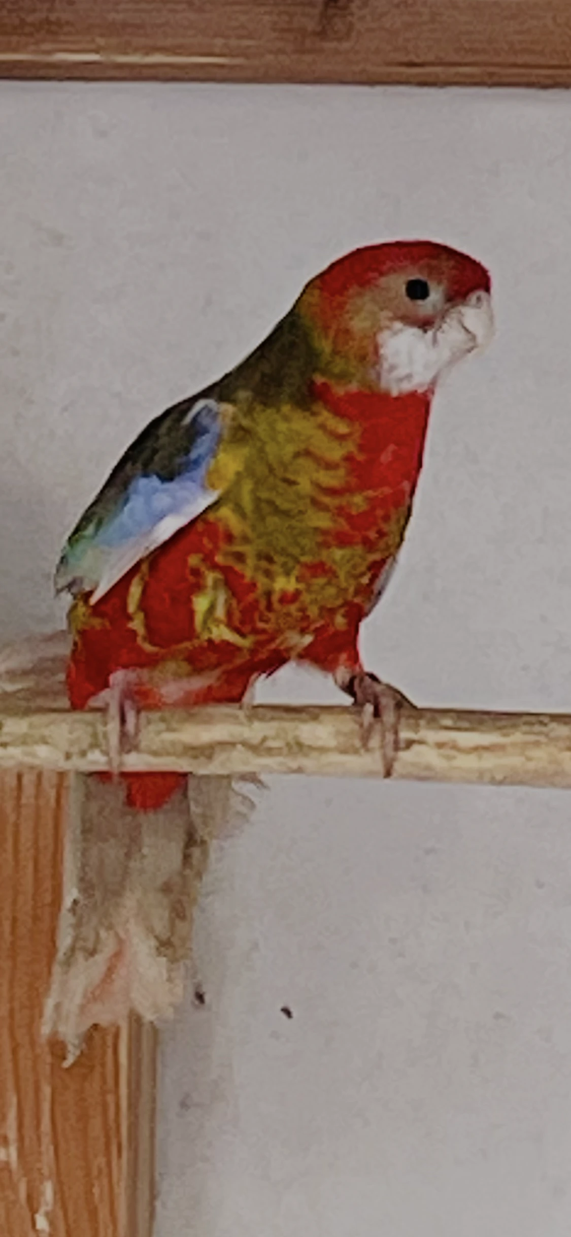 Rosela