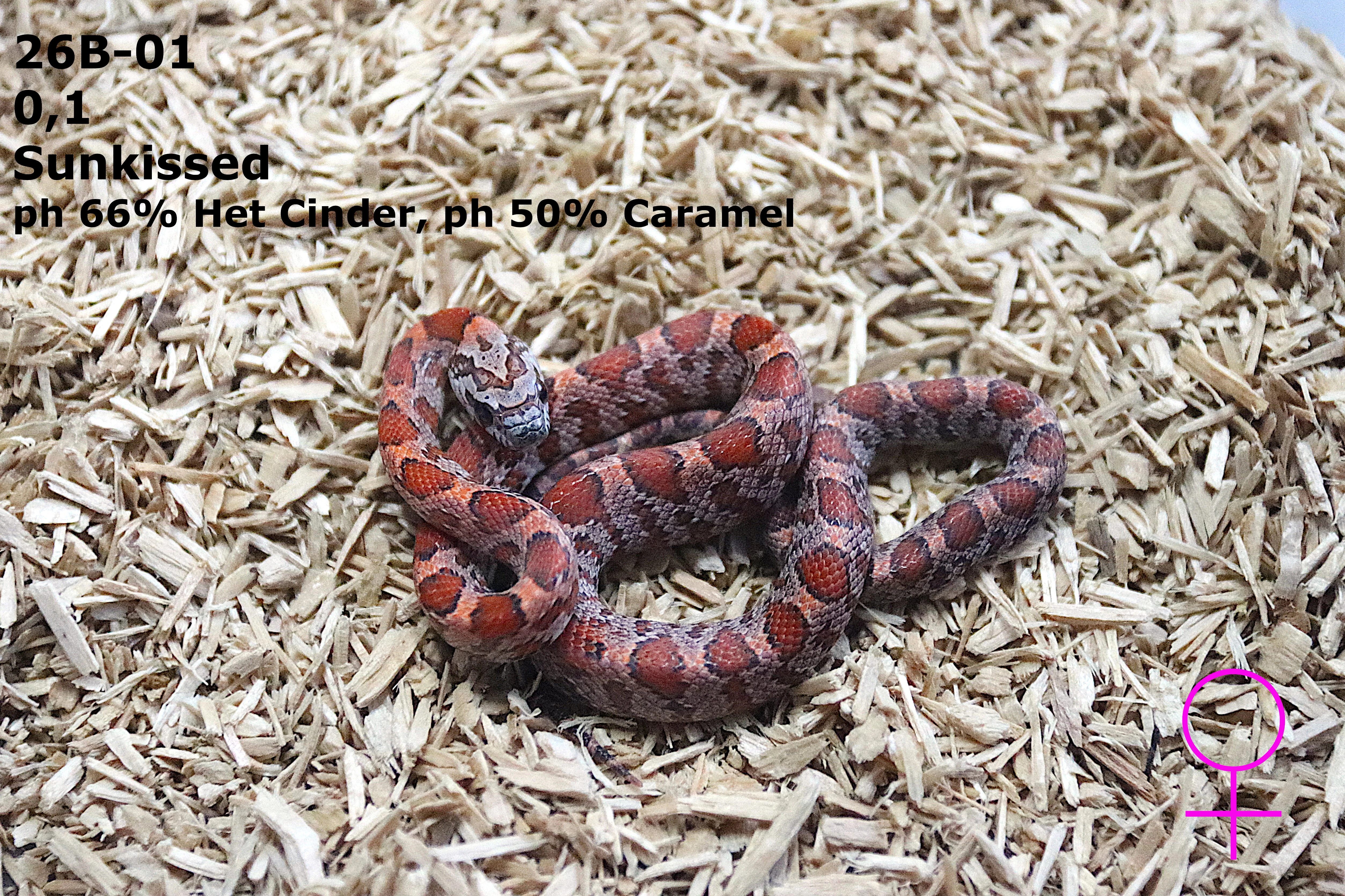 Užovka červená (P. guttatus) - Shatter  Sunkissed