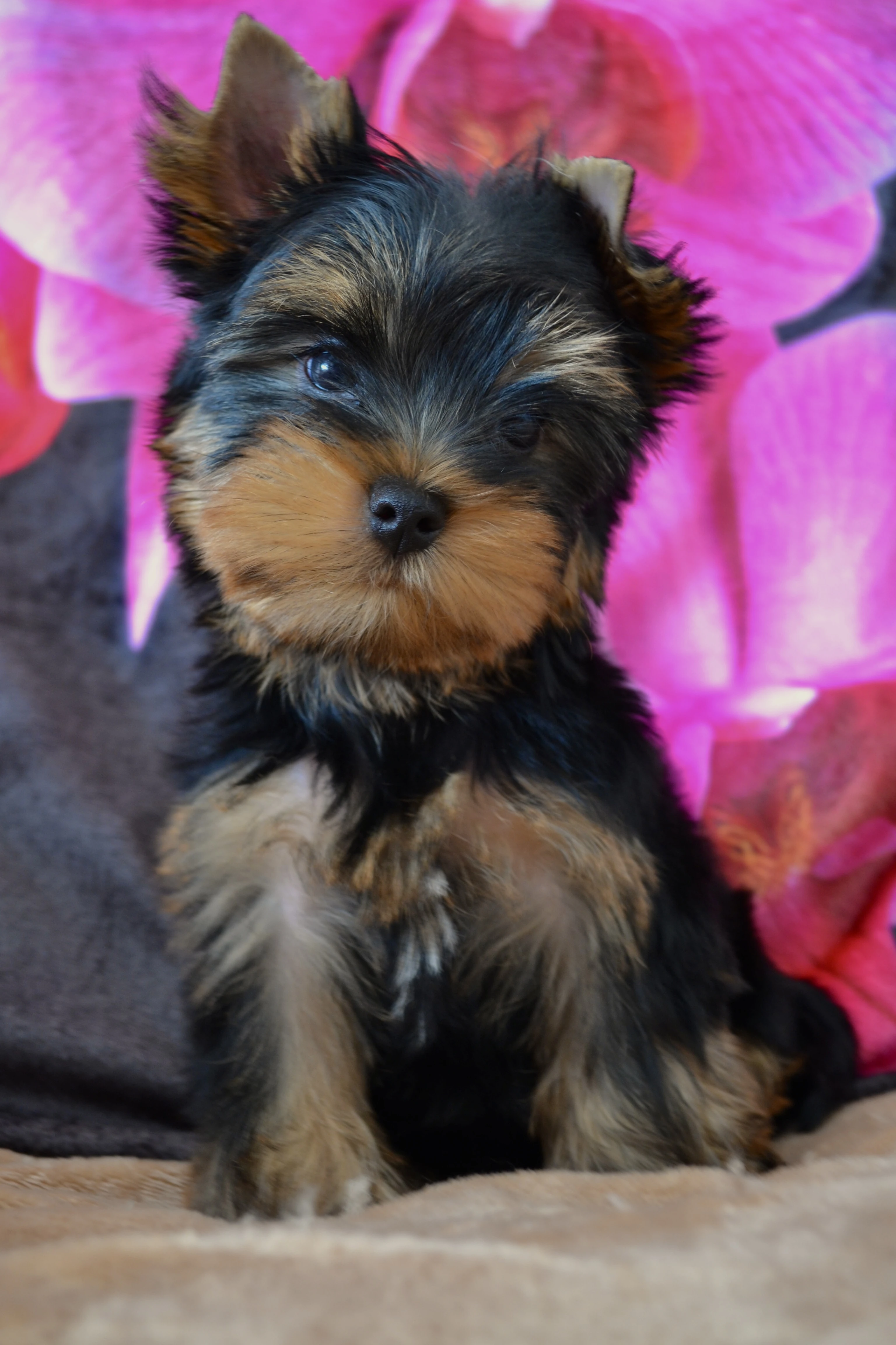 Jorkšírský teriér / Yorkshire Terrier