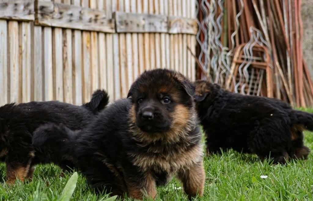 Štěňátka německého ovčáka – pejsci i fenky