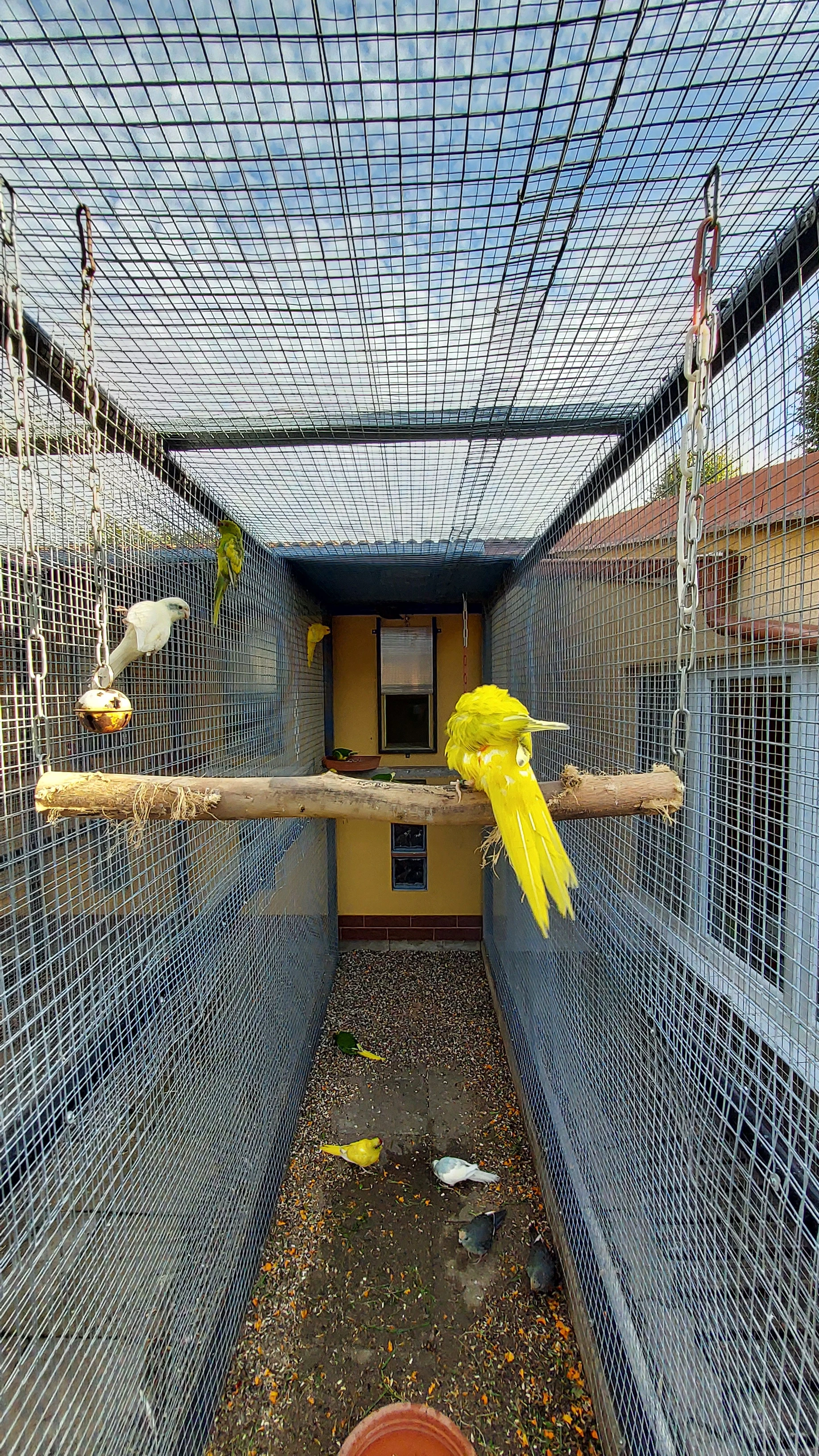 Kakariki