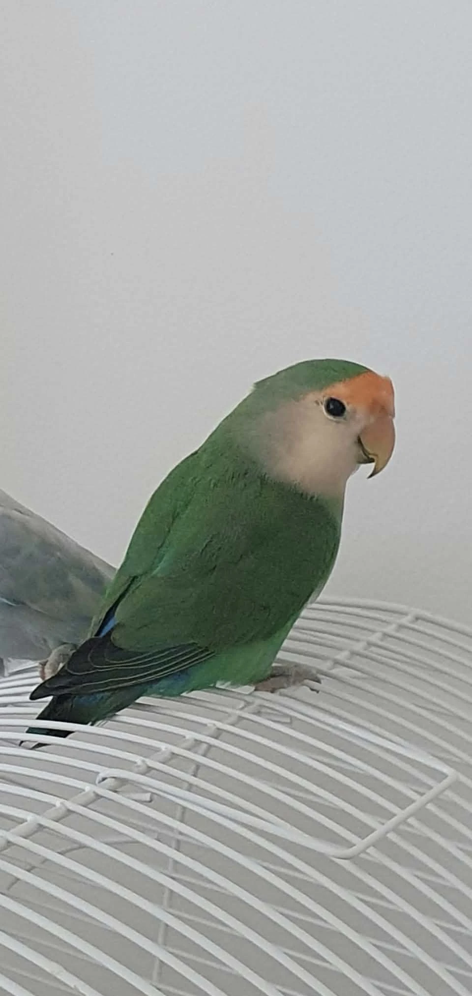 Agapornis růžohrdlý – hledáme parťáka