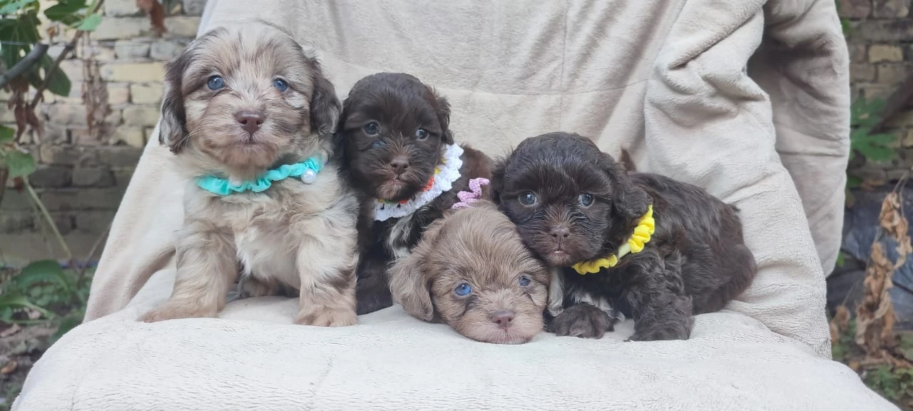 Maltipoo krásná štěňátka