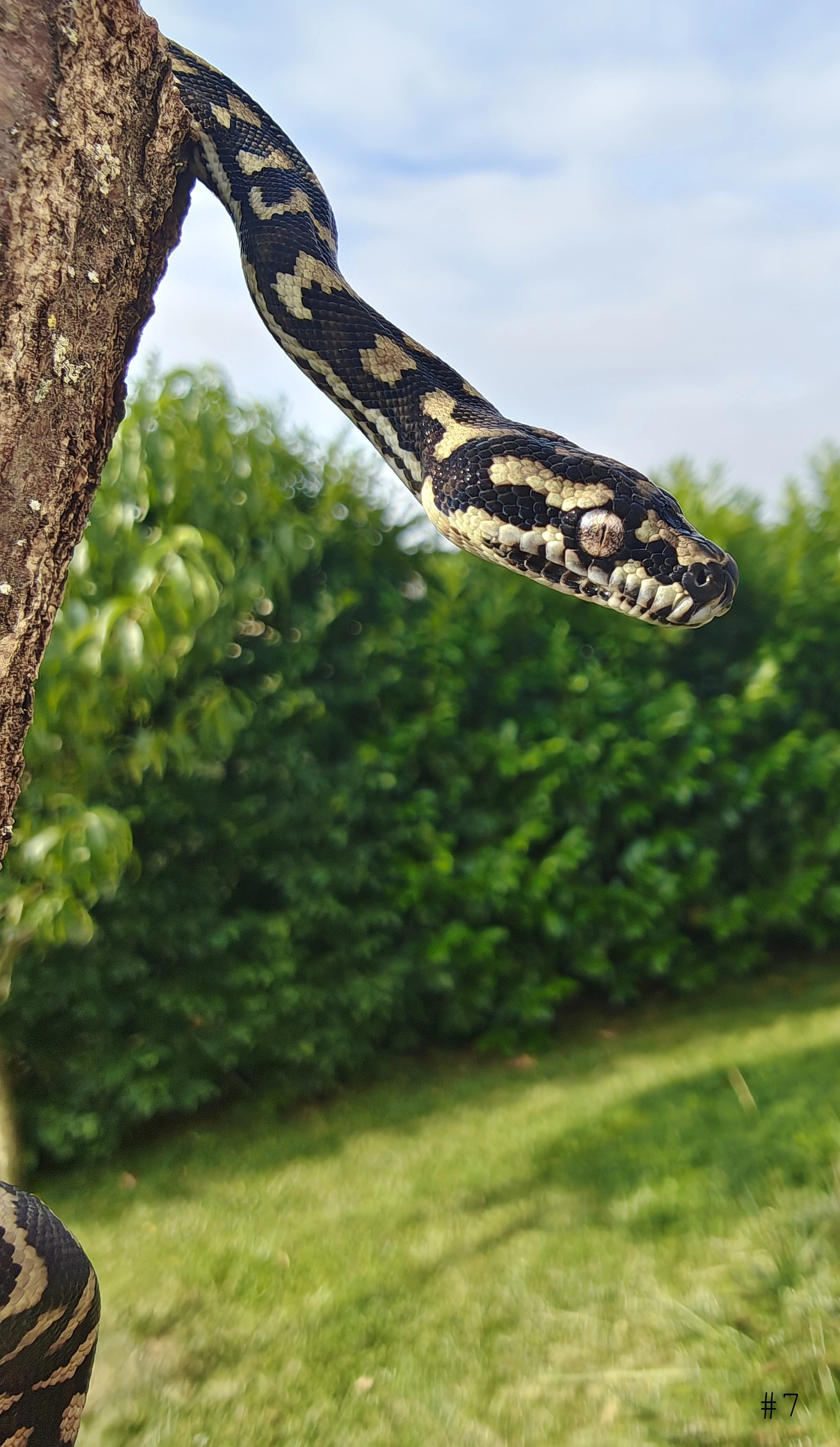 Mláďata krajty kobercové "jungle" - Morelia spilota cheynei CB 06/26