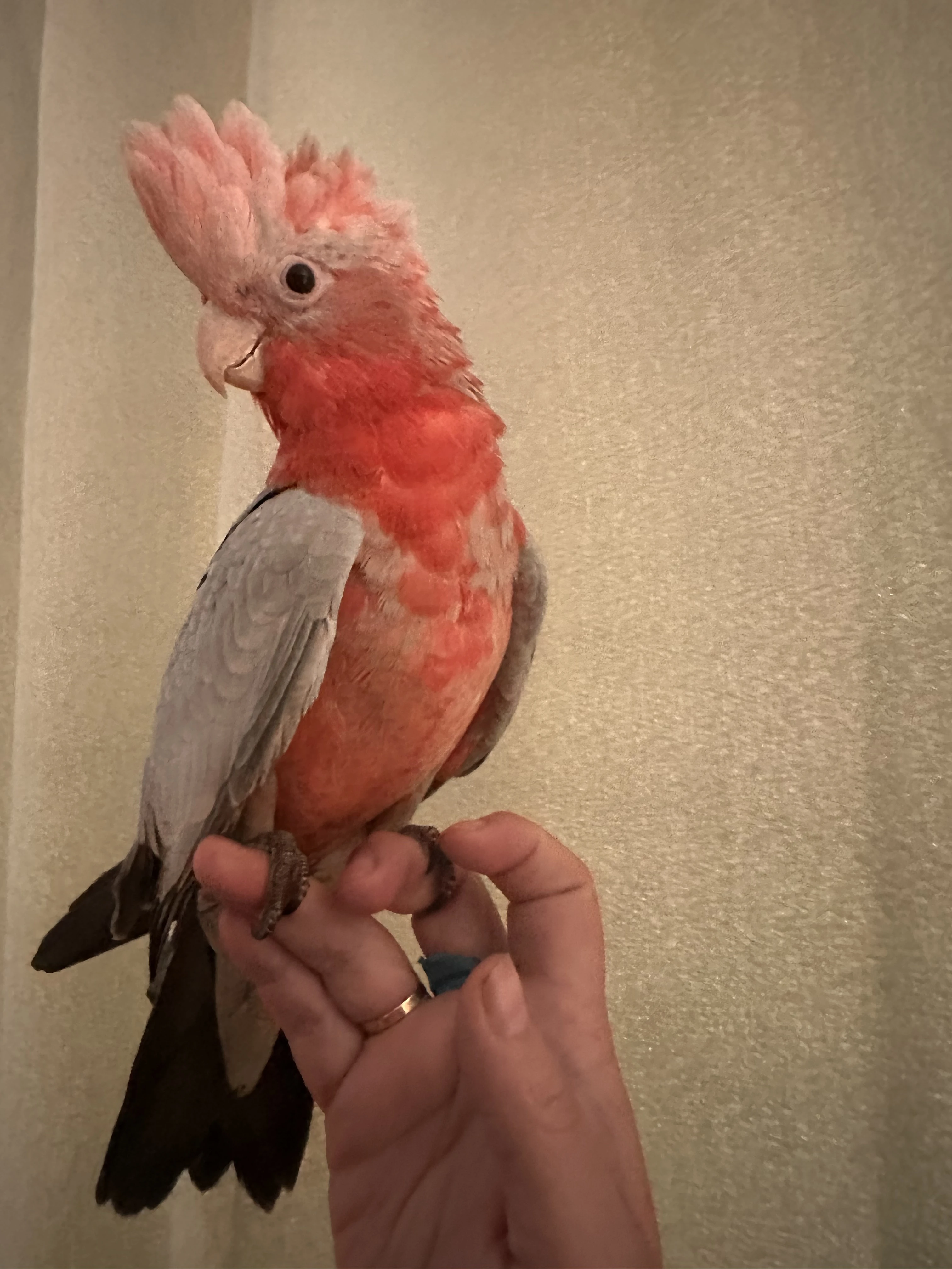 Kakadu růžový ručně dokrmený