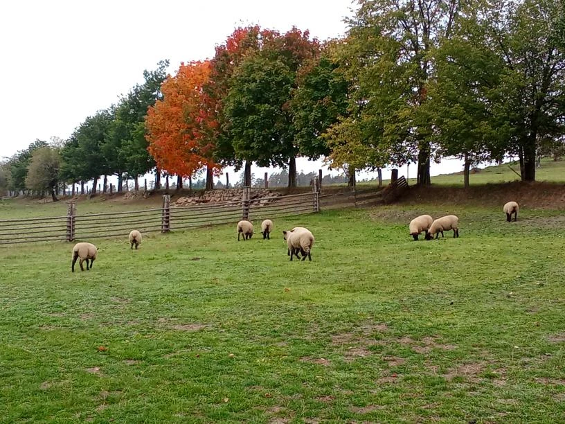 Jehničky suffolk.