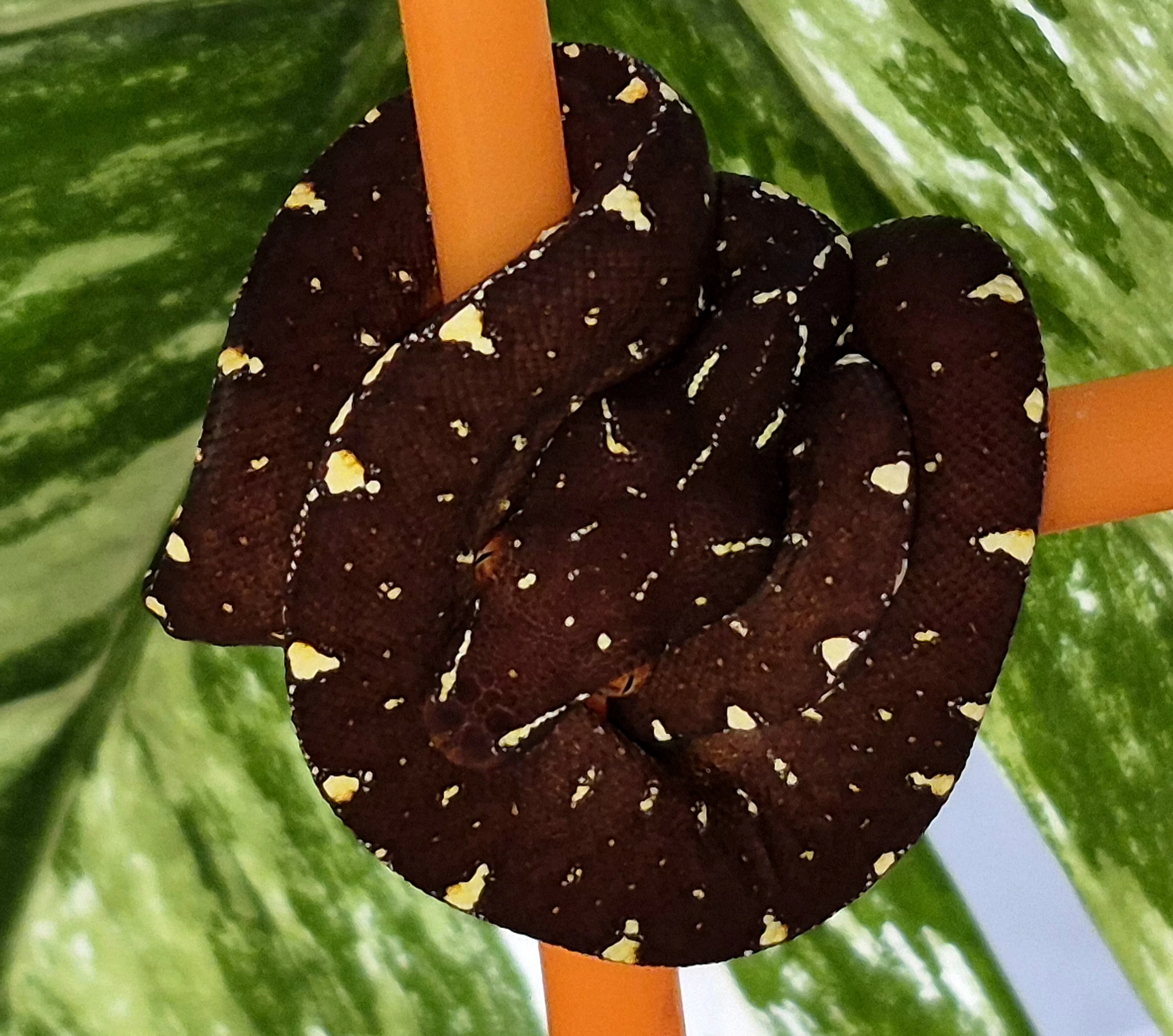 Morelia azurea utaraensis